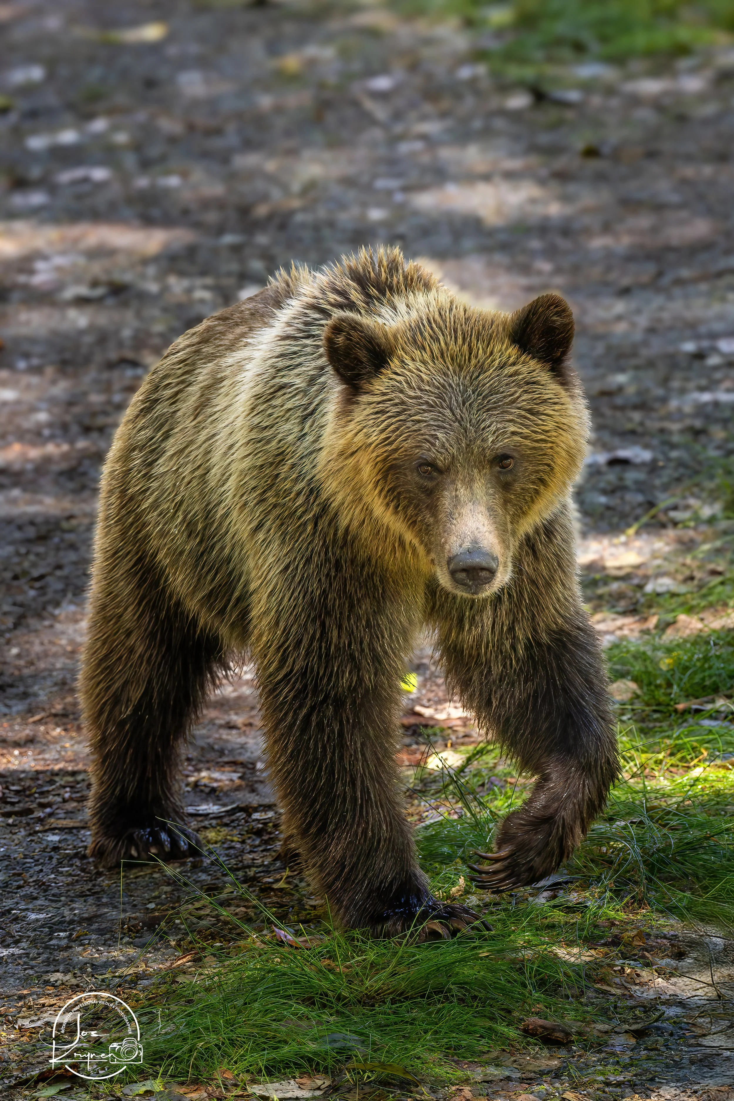 Curious Cub up close and personal