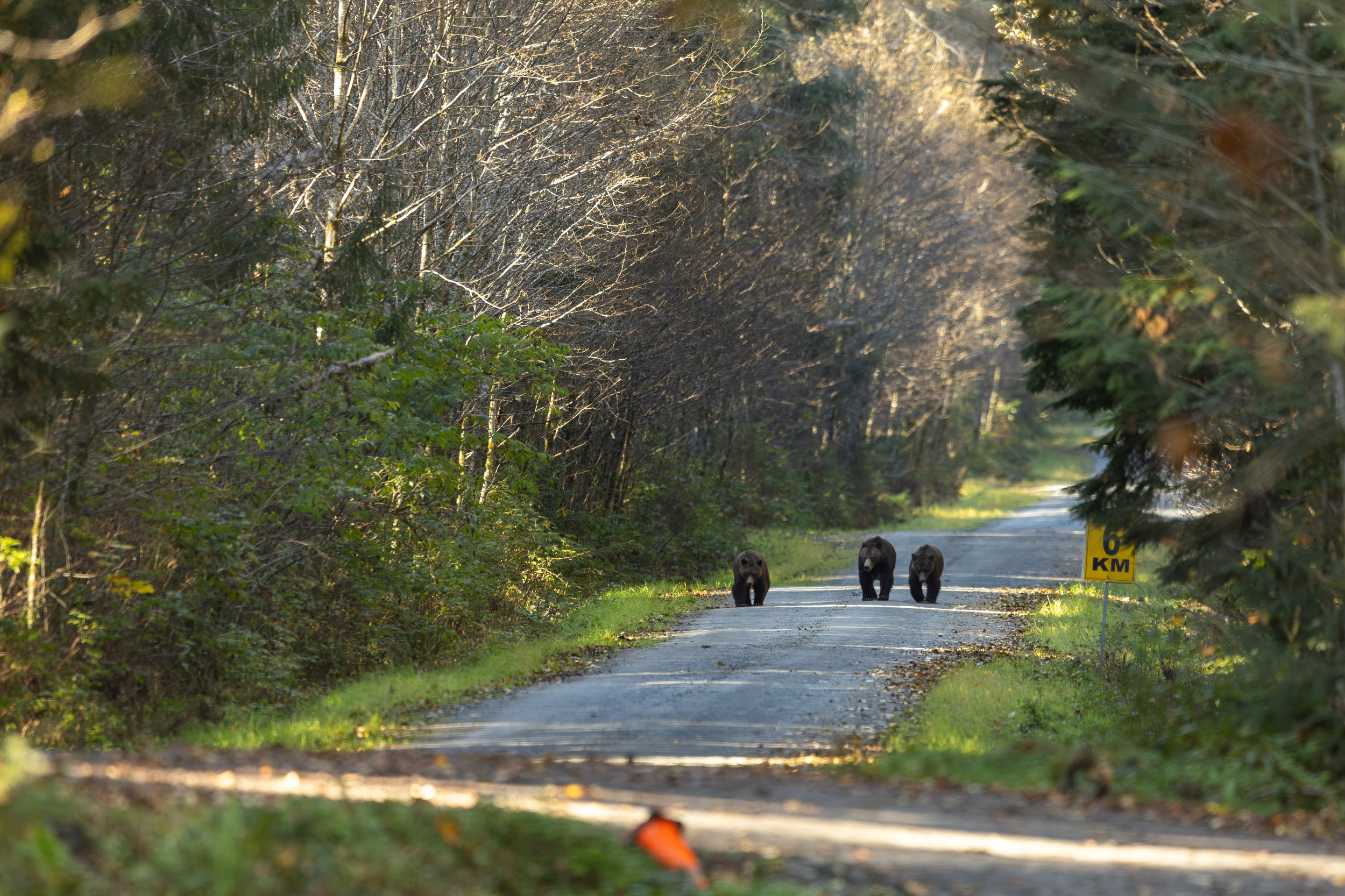 Canadian Street Gang