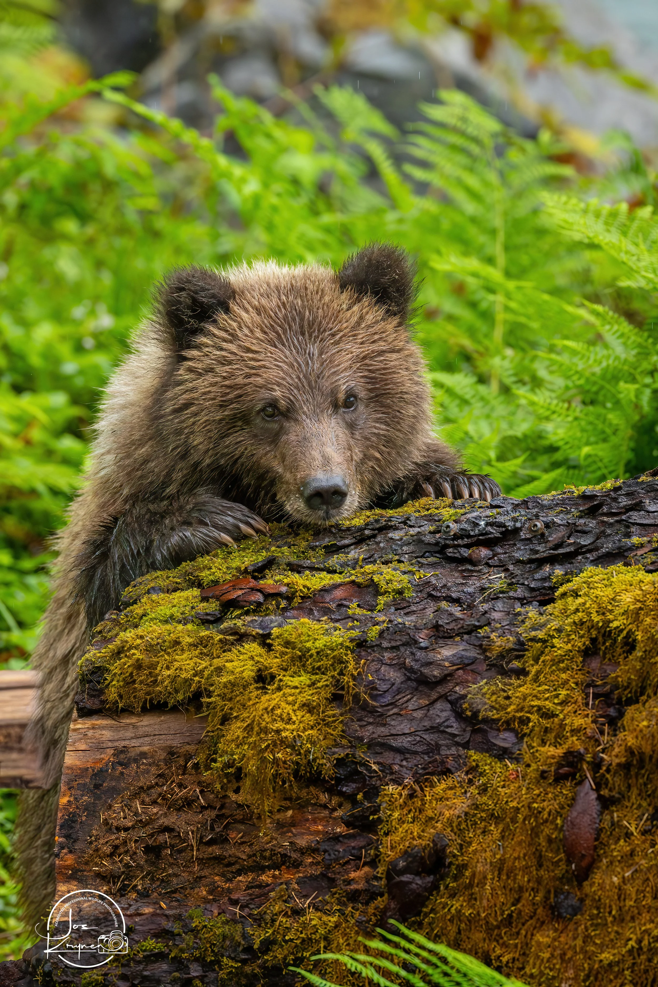 Grizzly Cub on log