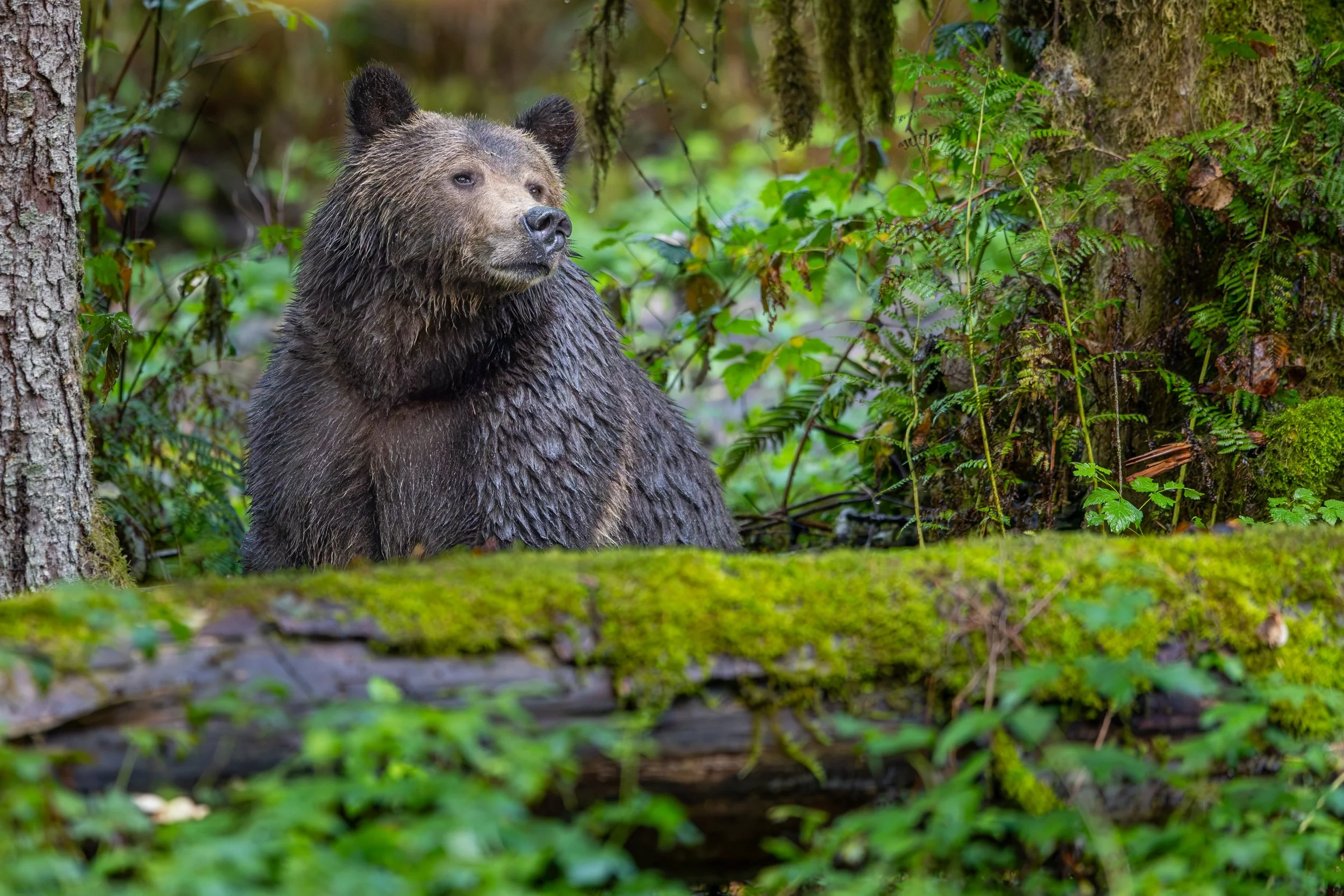 Grizzly portret