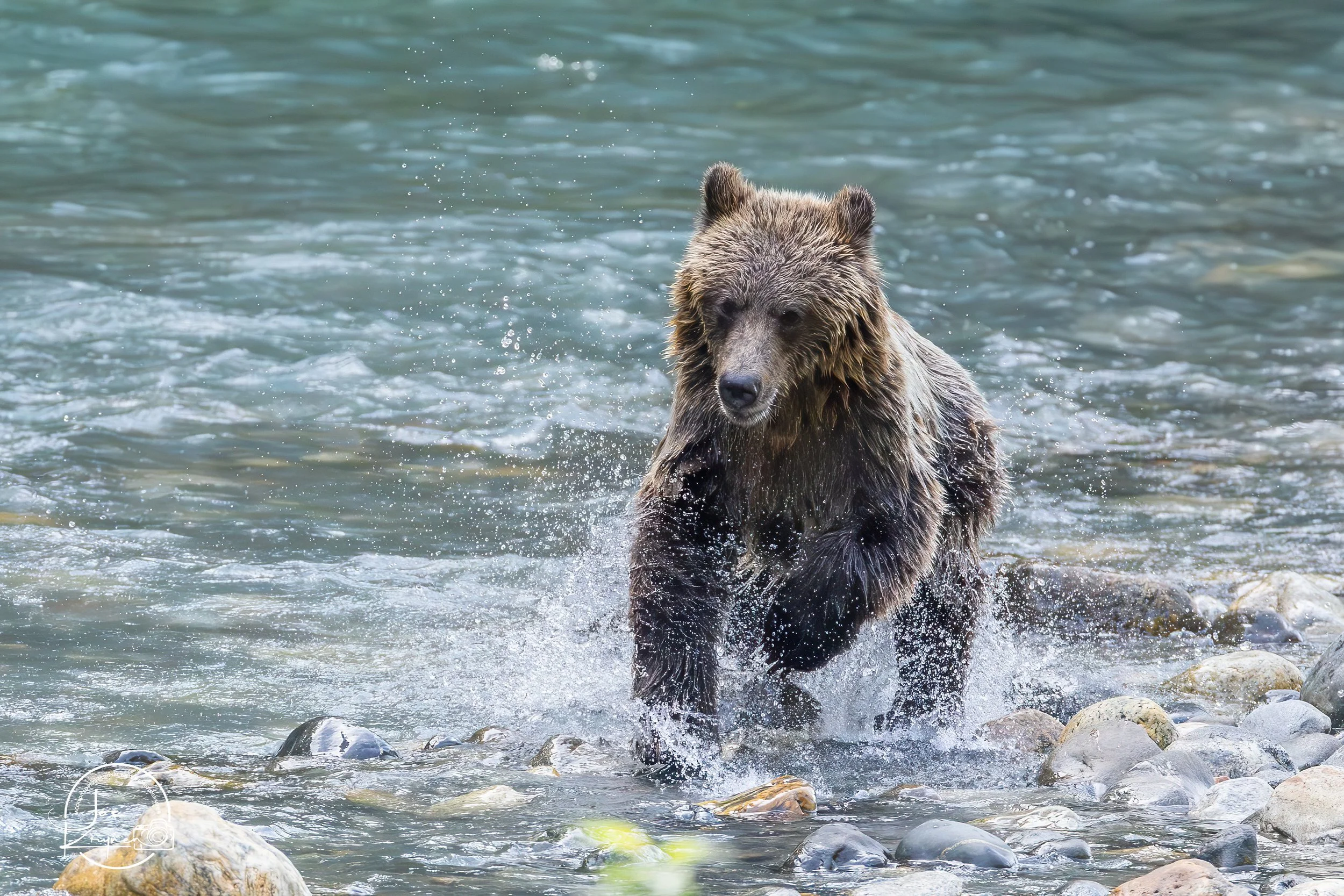 Grizzly Cub Chasing Fish