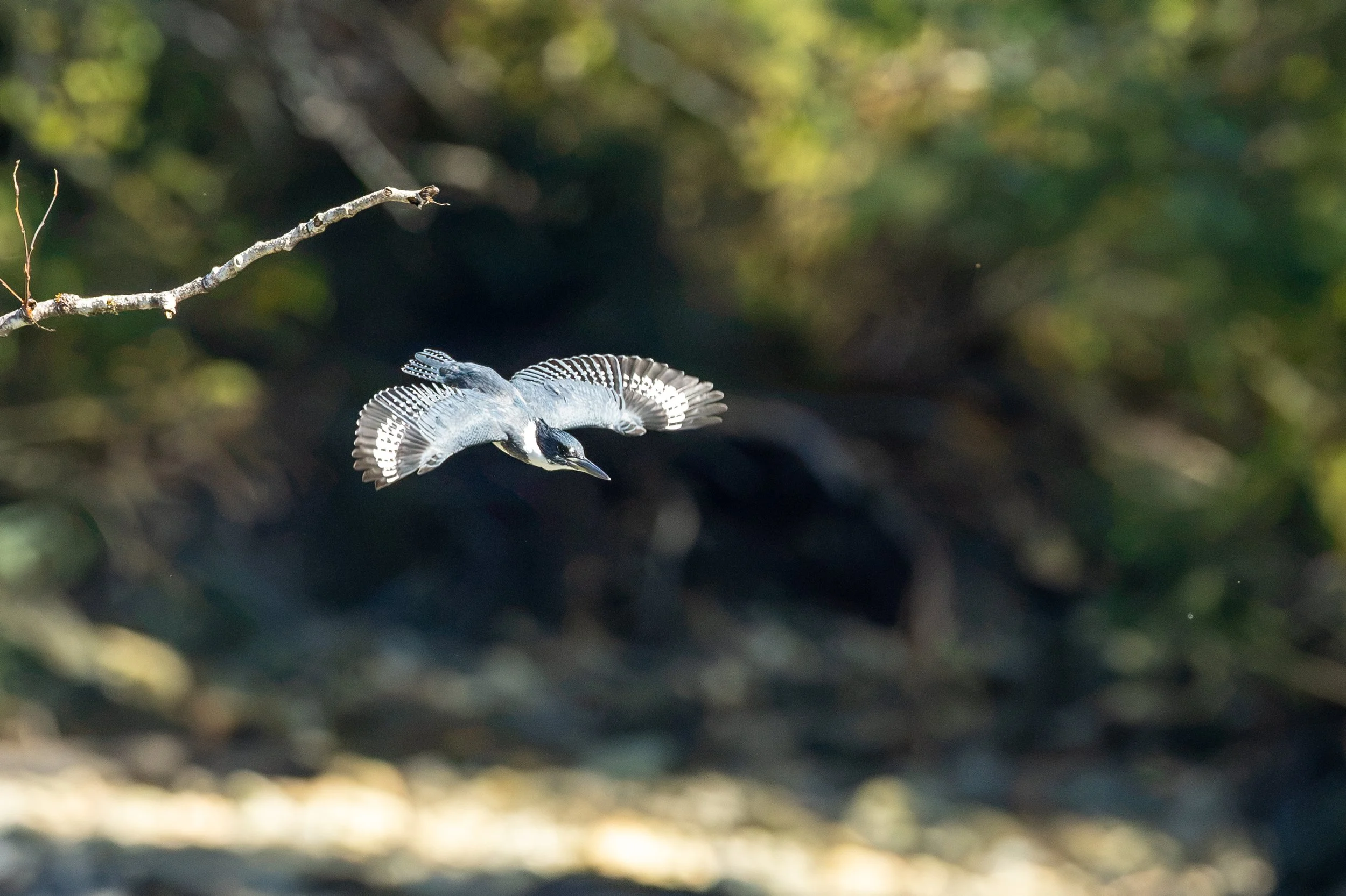 King Fisher in flight