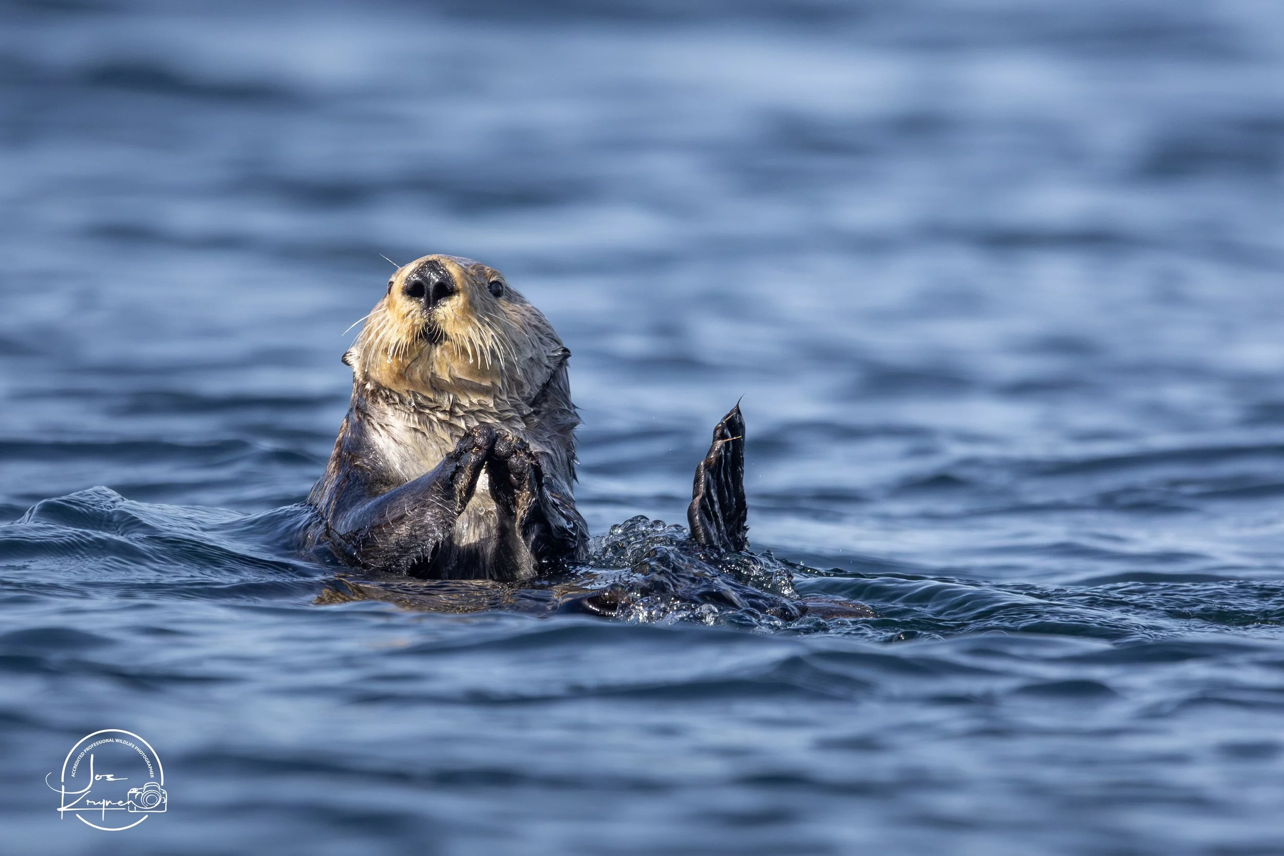 Praying Sea Otter