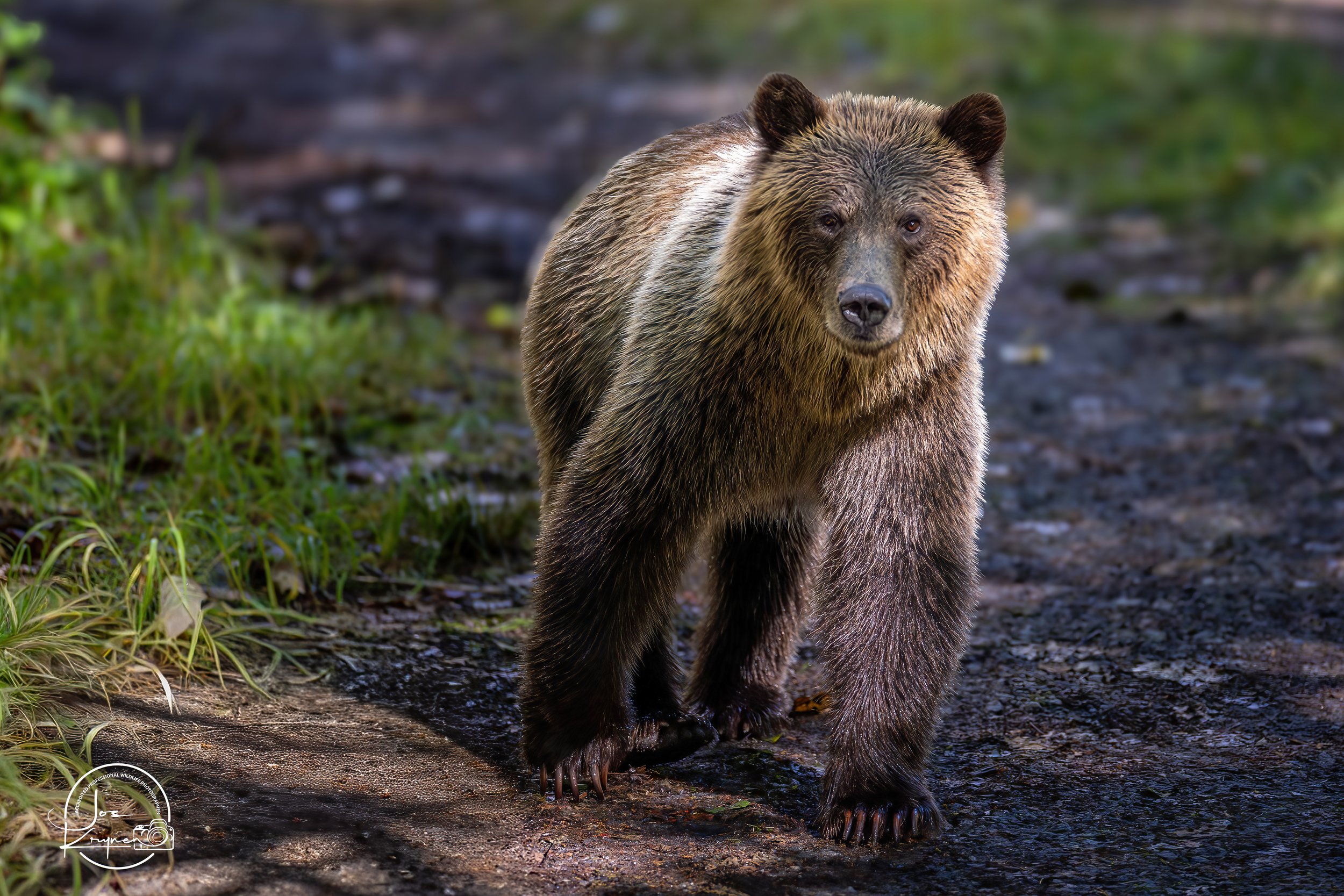 Cub up close