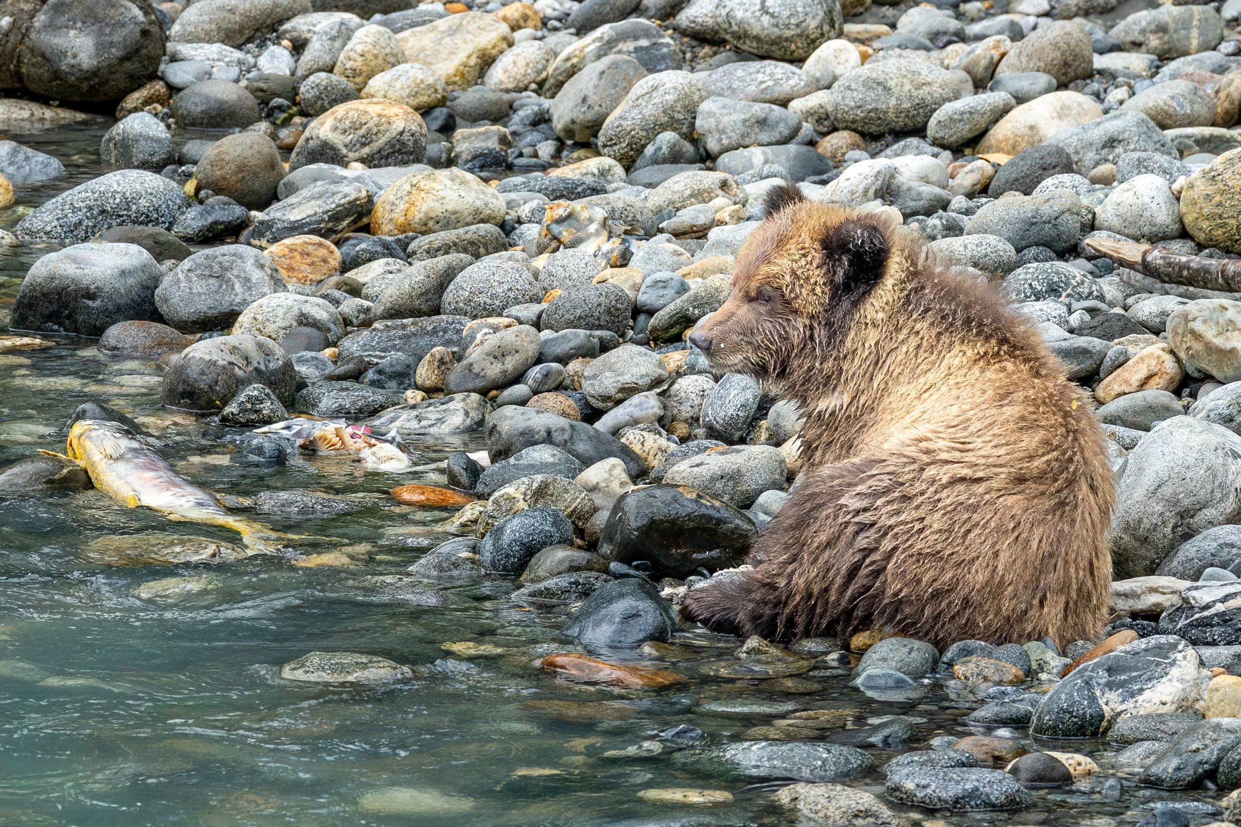 Relaxing Grizzly Cub