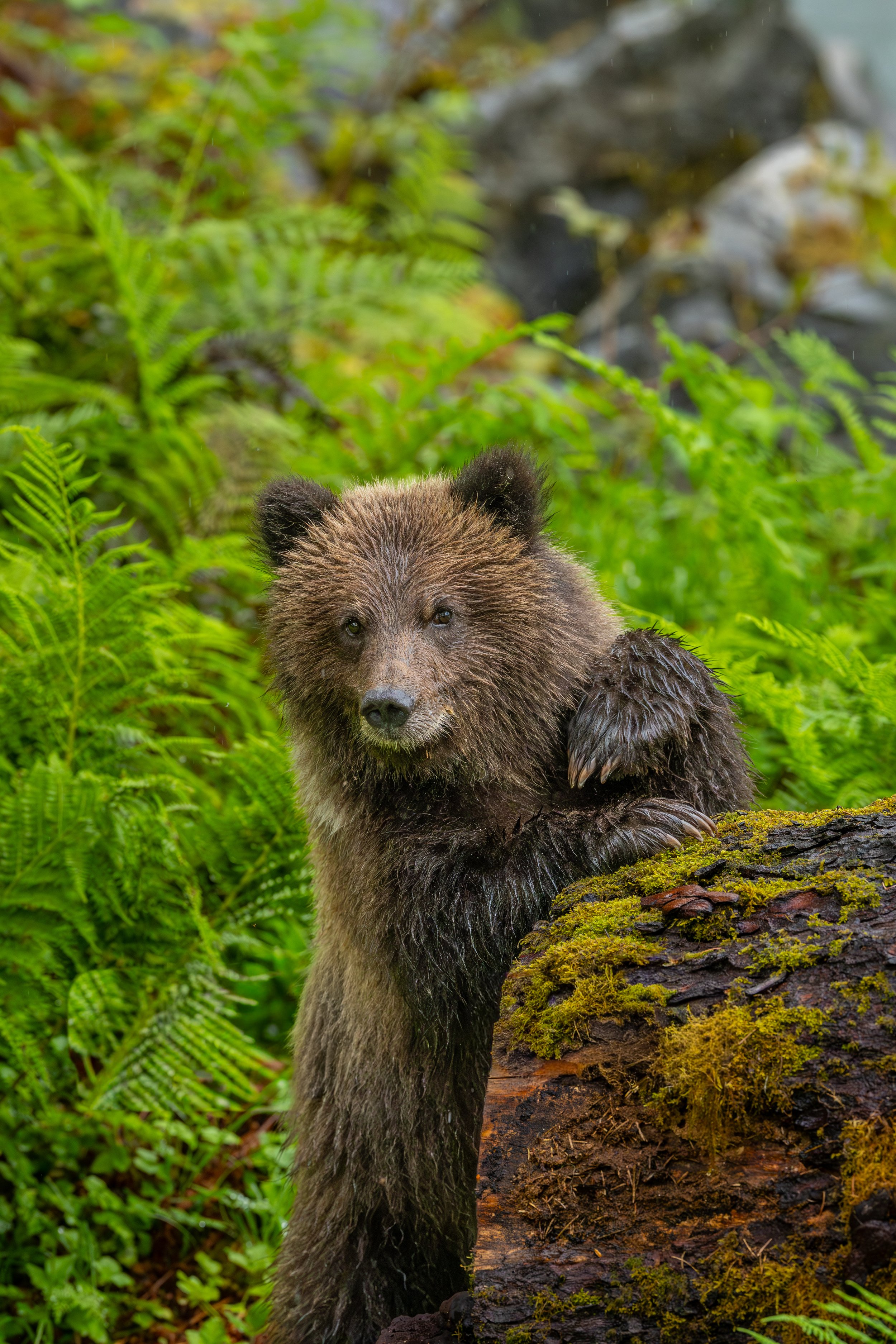 Curious Cub