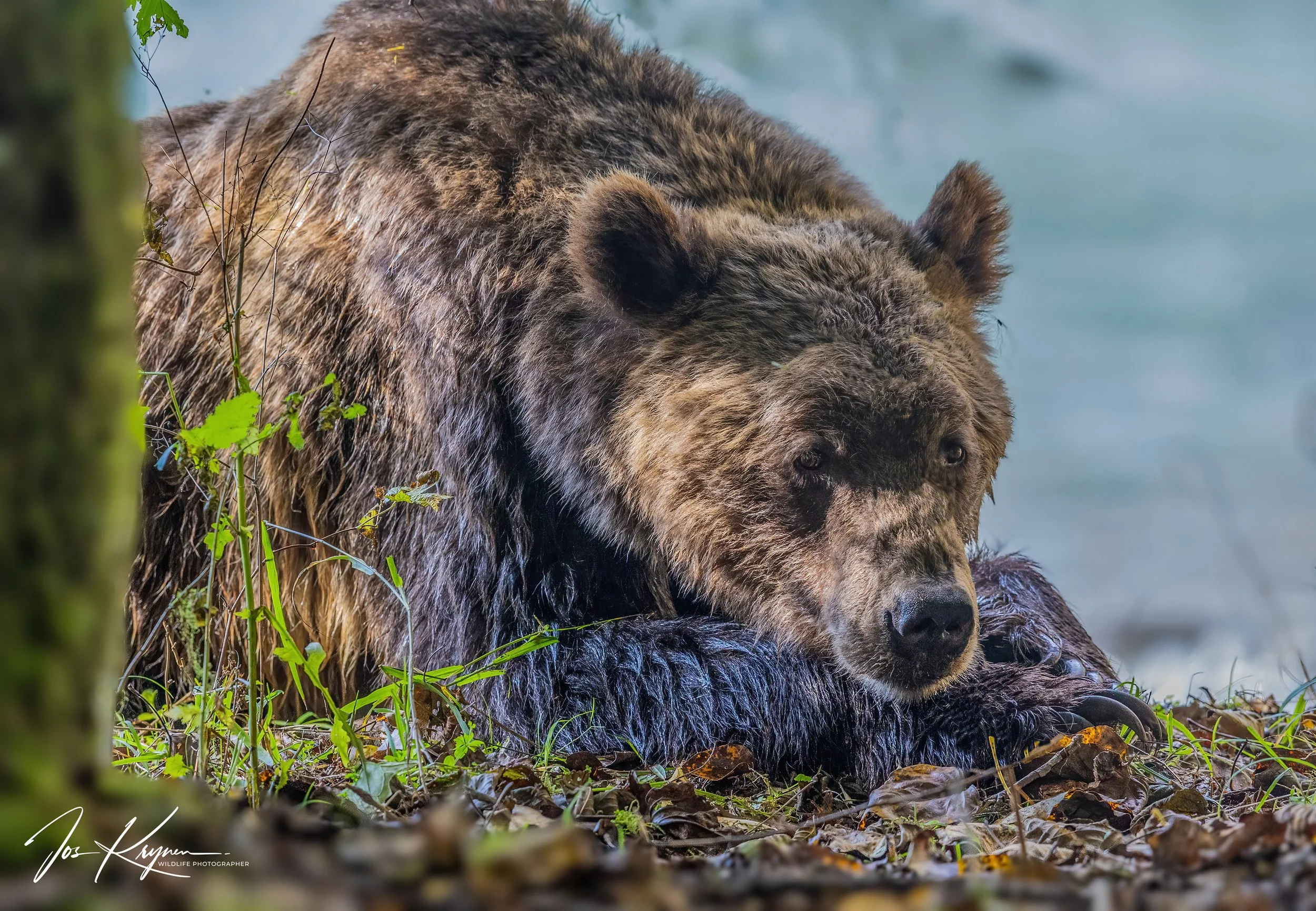 Lazy Grizzly