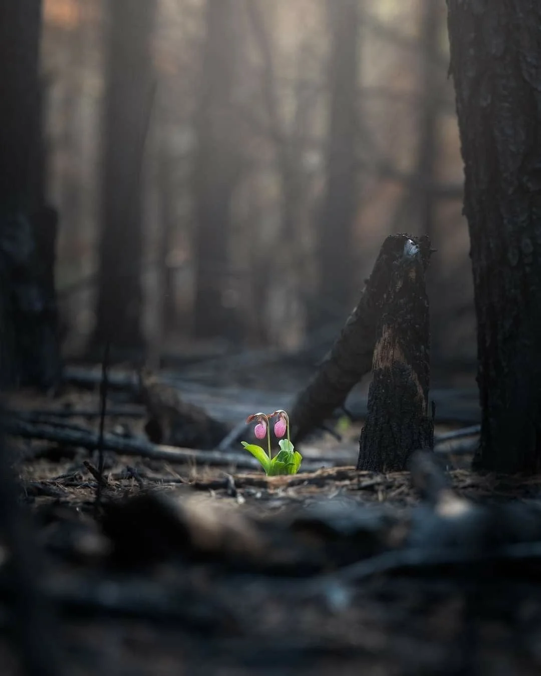 A small pink flower with green leaves growing amidst burnt trees and charred ground in a forest.