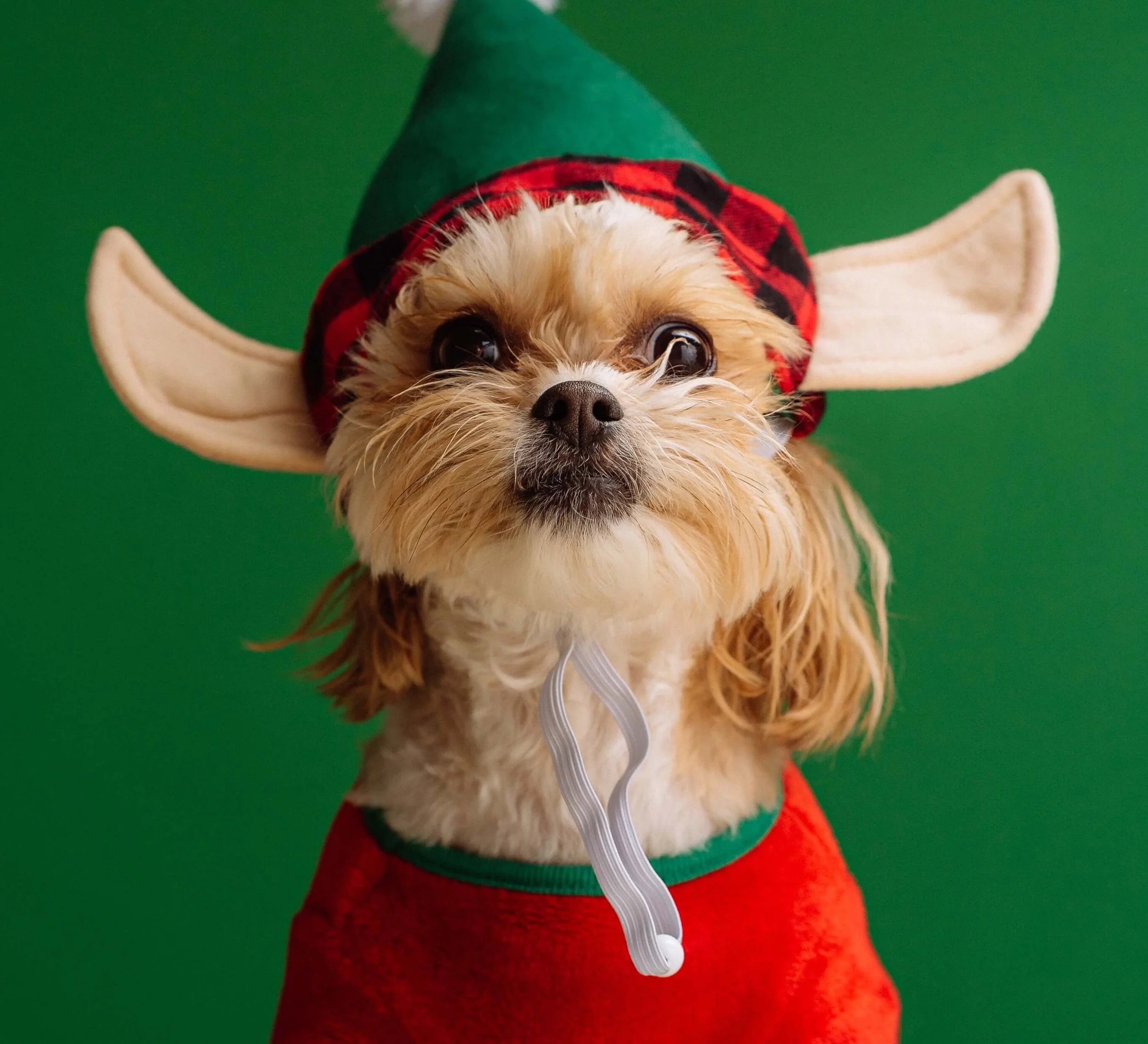 How to plan for a stress-free, dog-friendly Christmas