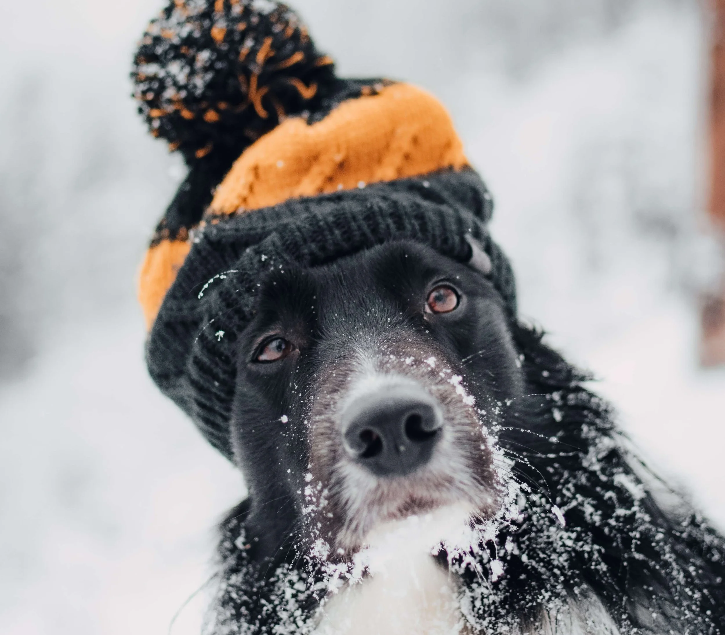 Cold weather dog walking tips