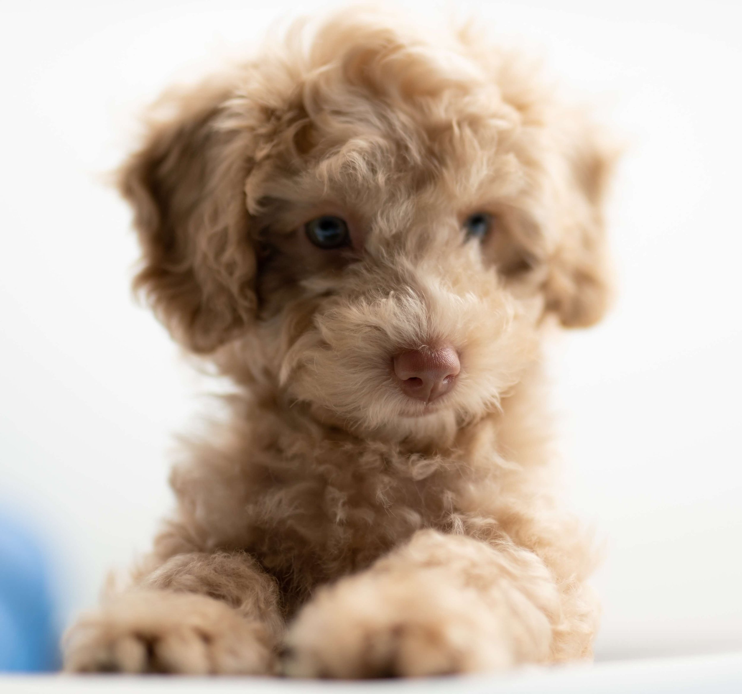 Making time to get the right dog for you