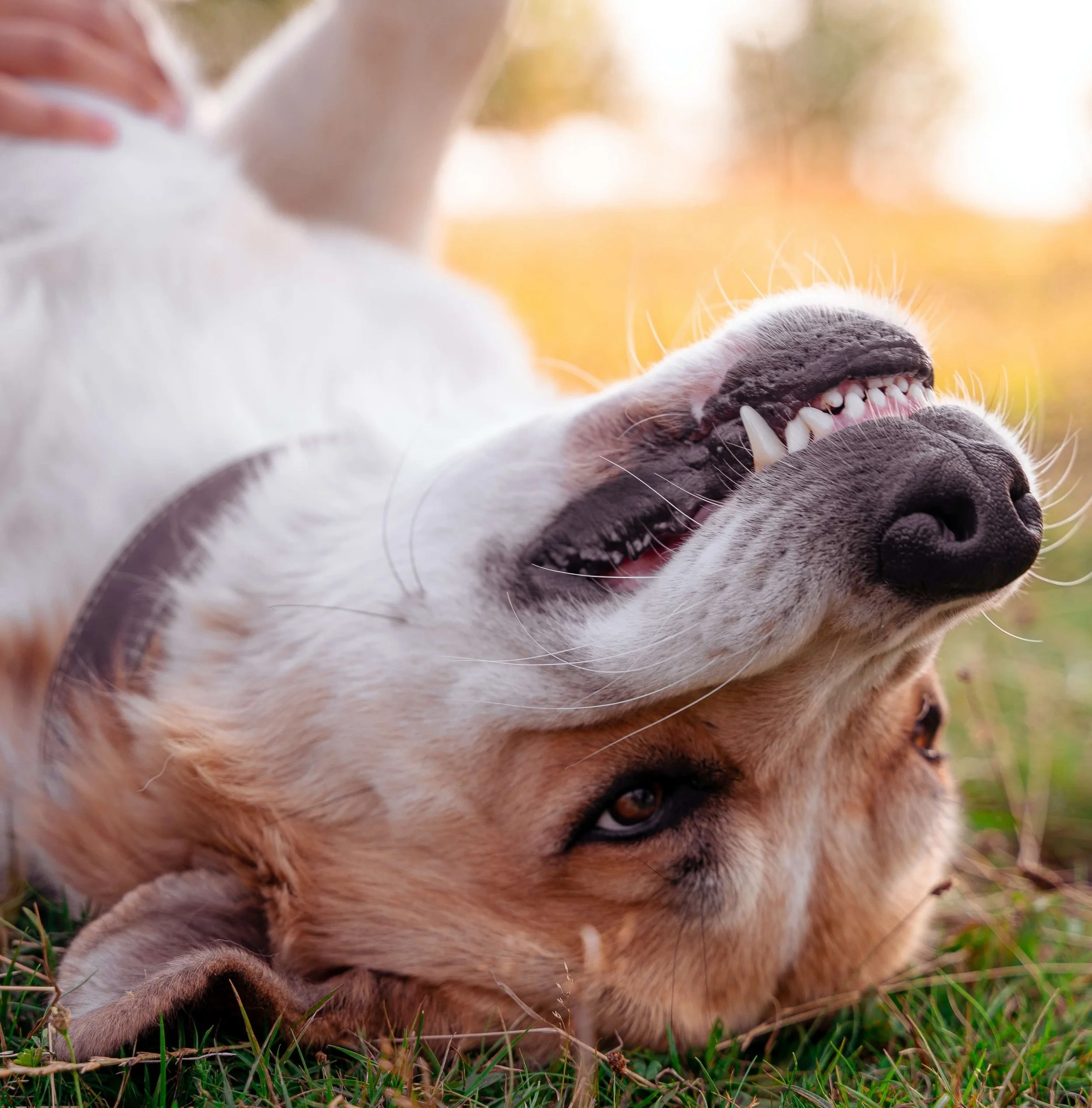 How to clean your dog’s teeth in 6 easy steps