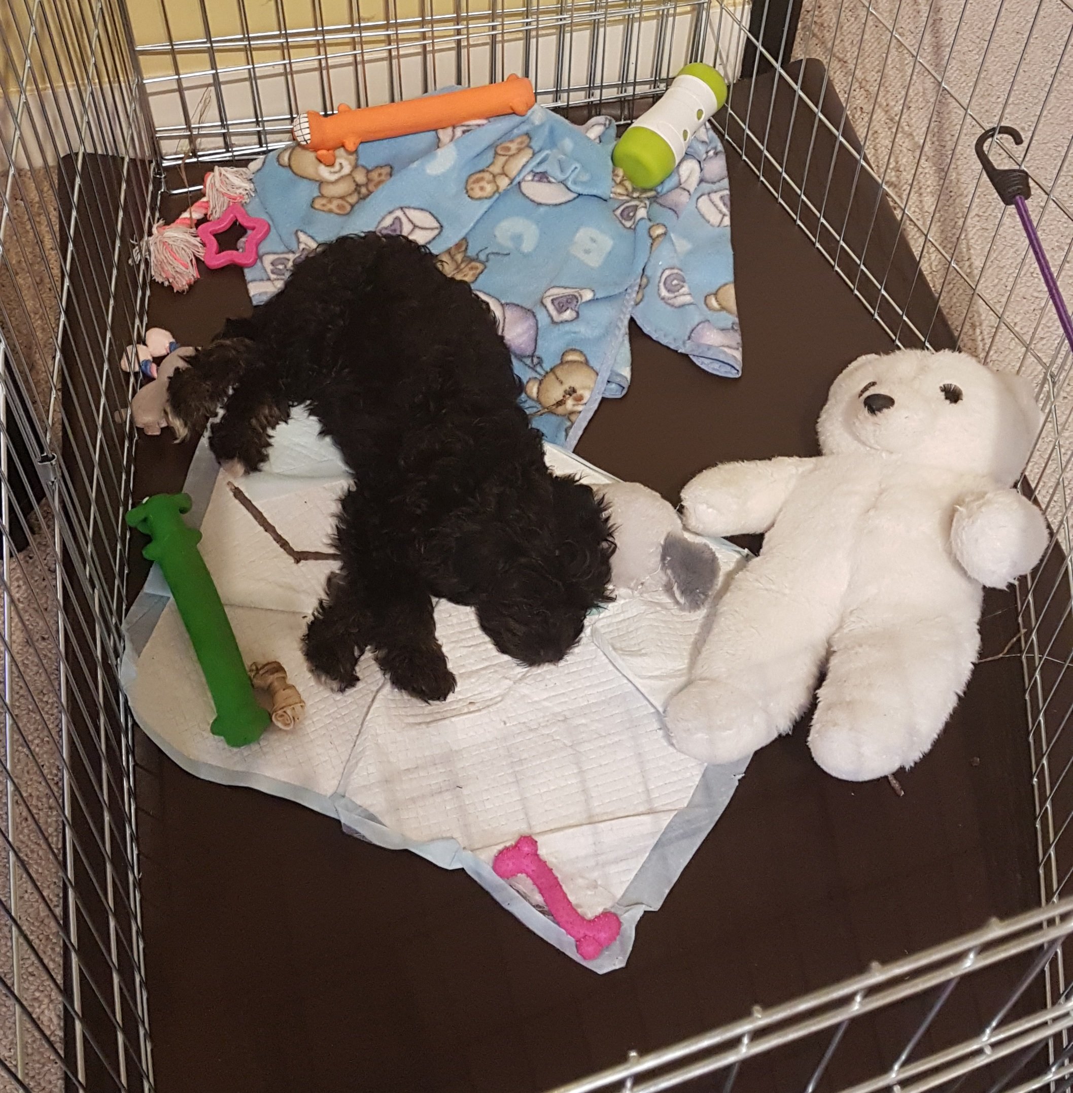 How to make puppy raising less frustrating