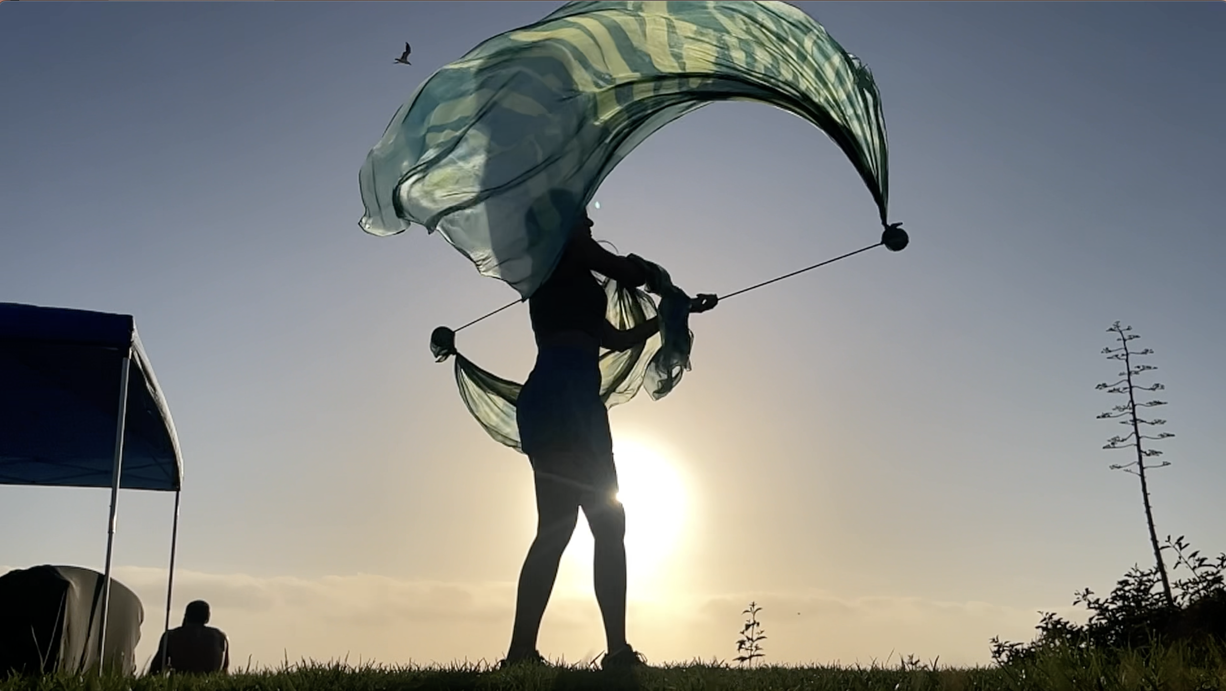 Initiation | Macrocystis Pyrifera