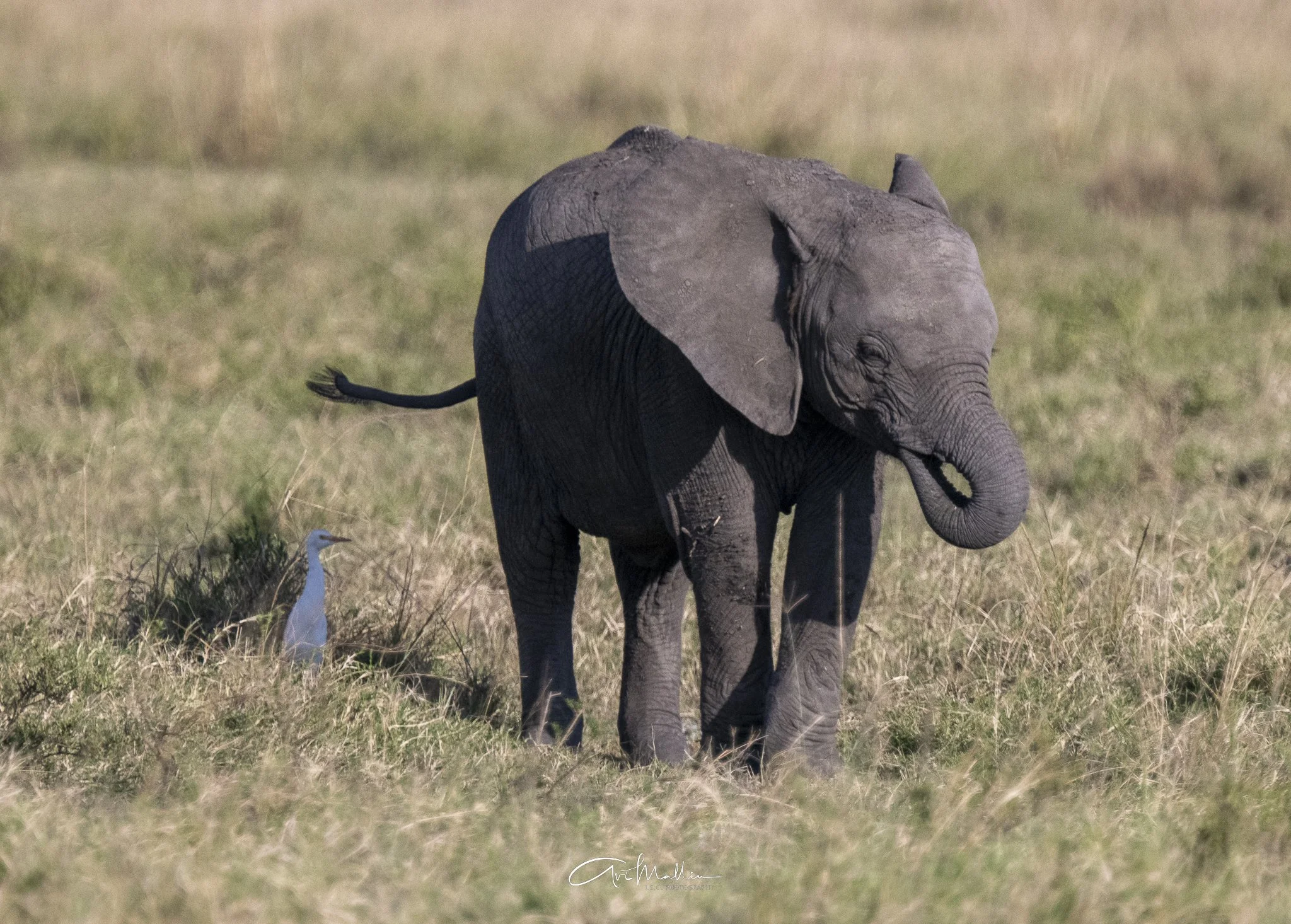 Safari small-5.jpg