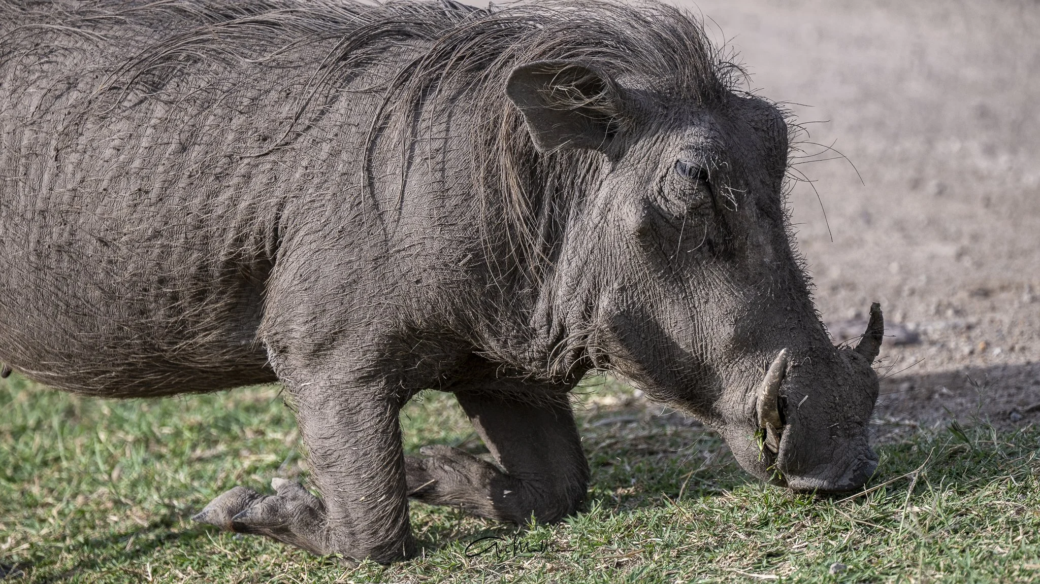 Safari small-30.jpg