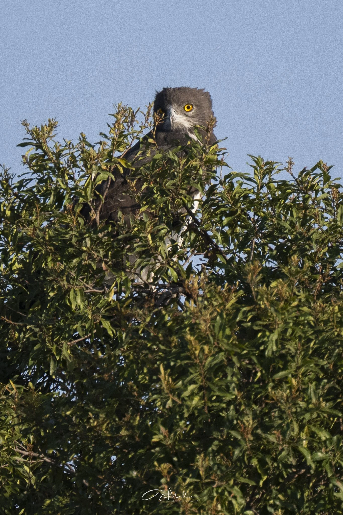 Safari small-24.jpg