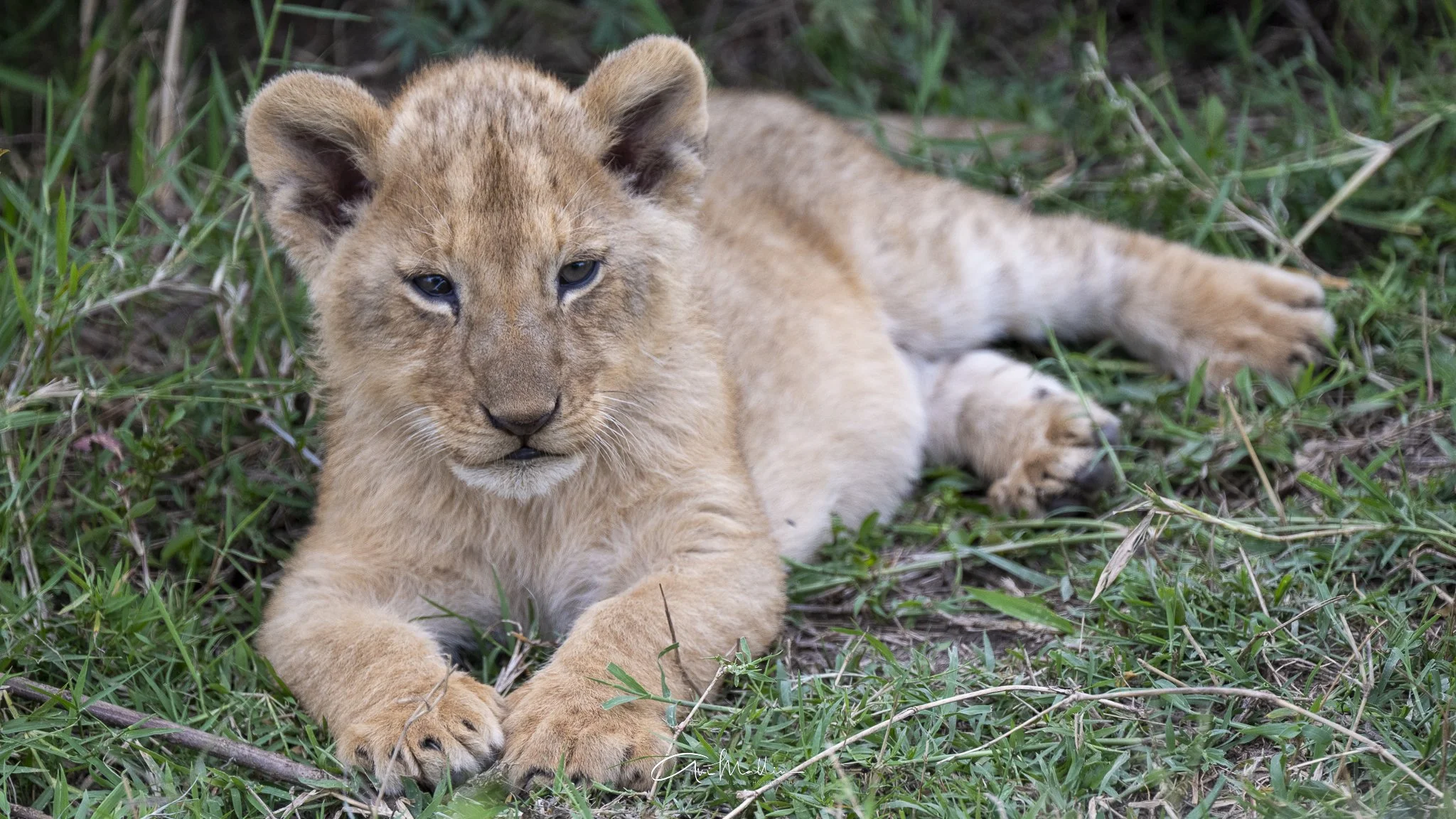 Safari small-26.jpg