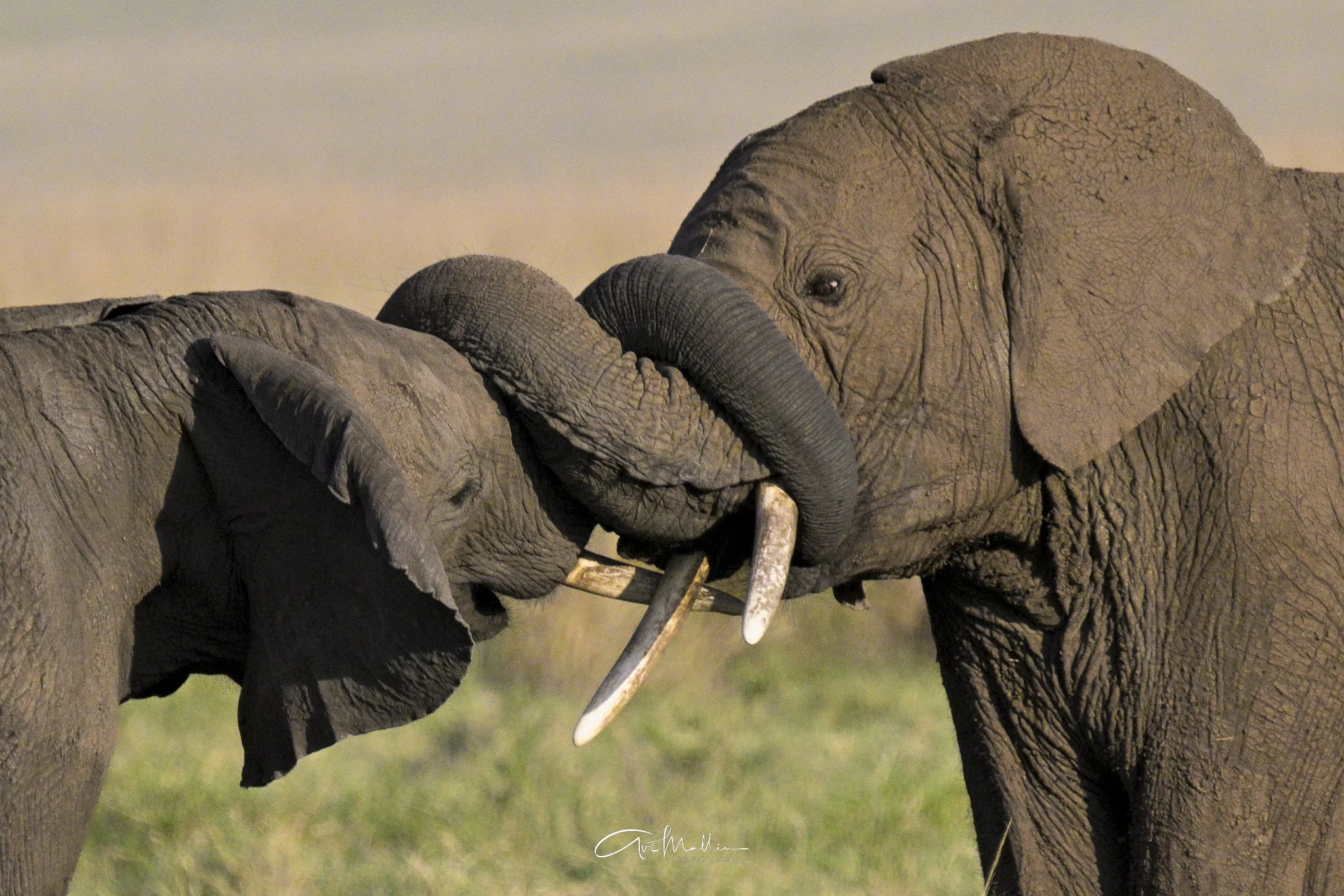 Safari small-2.jpg
