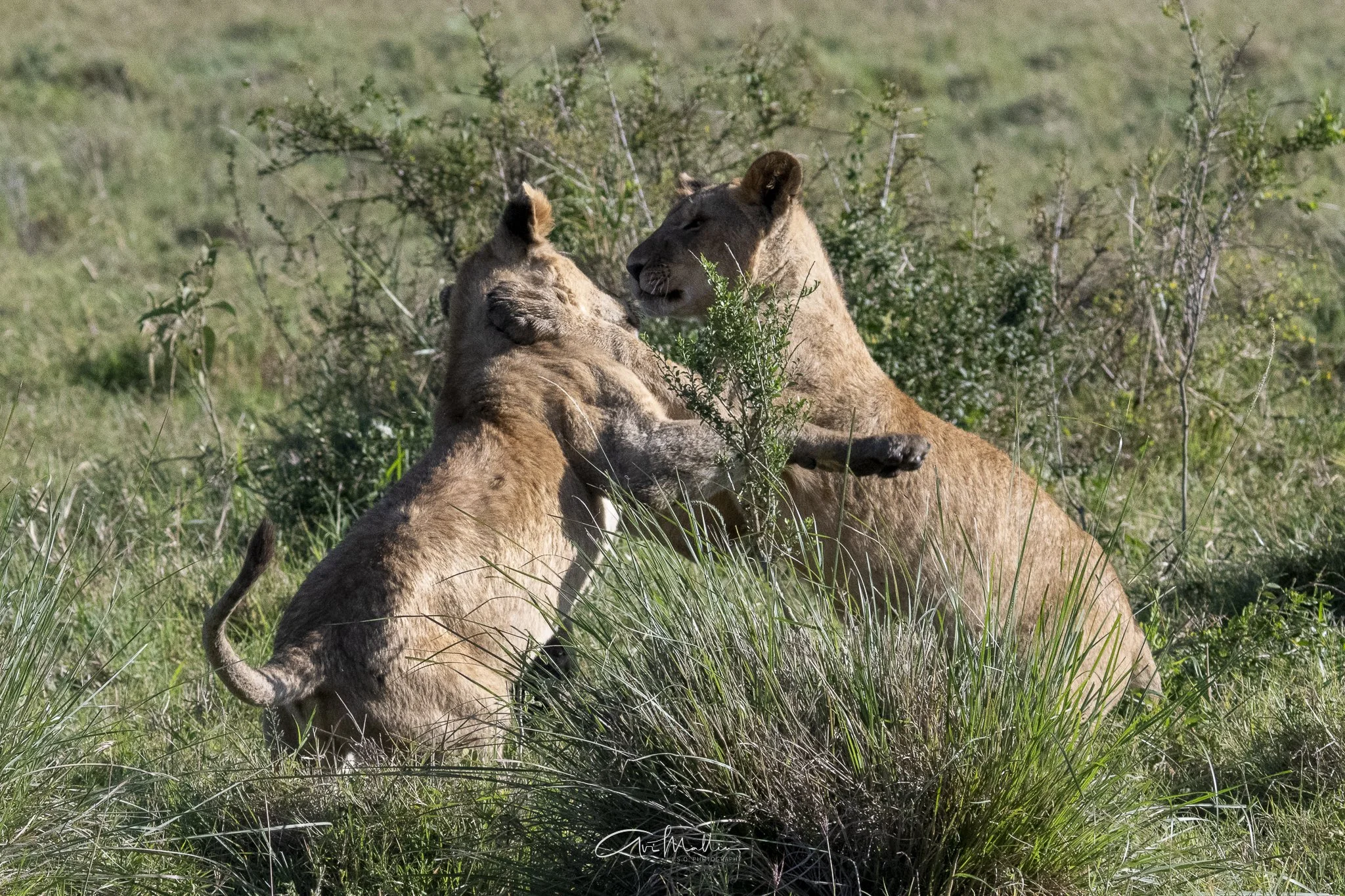 Safari small-2-3.jpg
