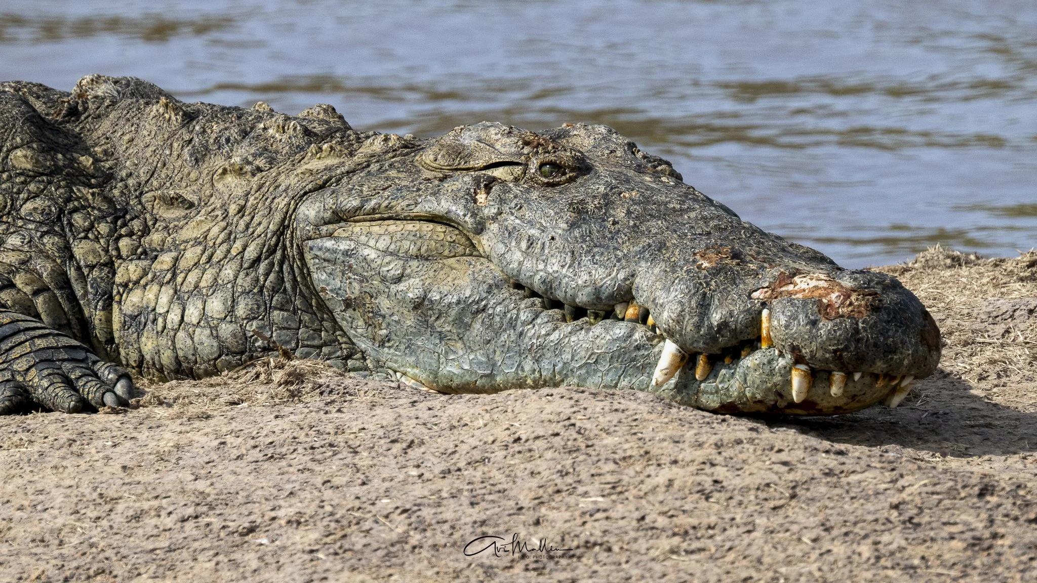 Safari small-39.jpg