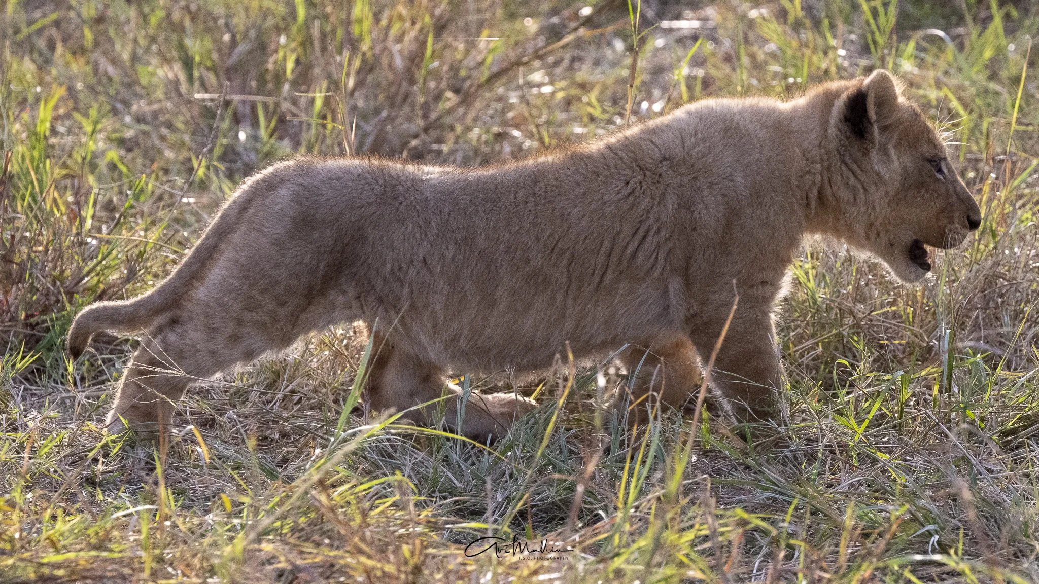 Safari small-28.jpg