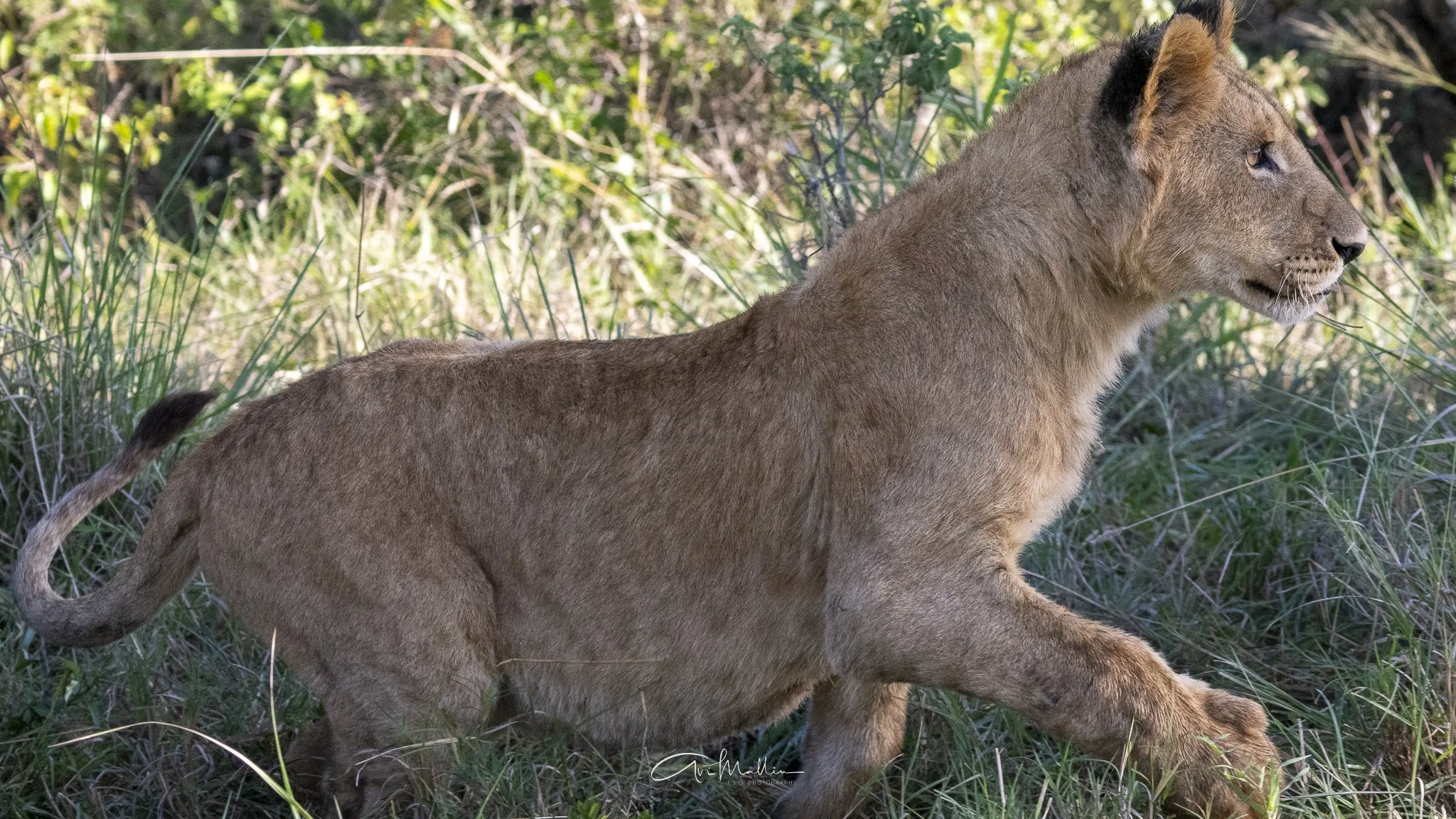 Safari small-17.jpg