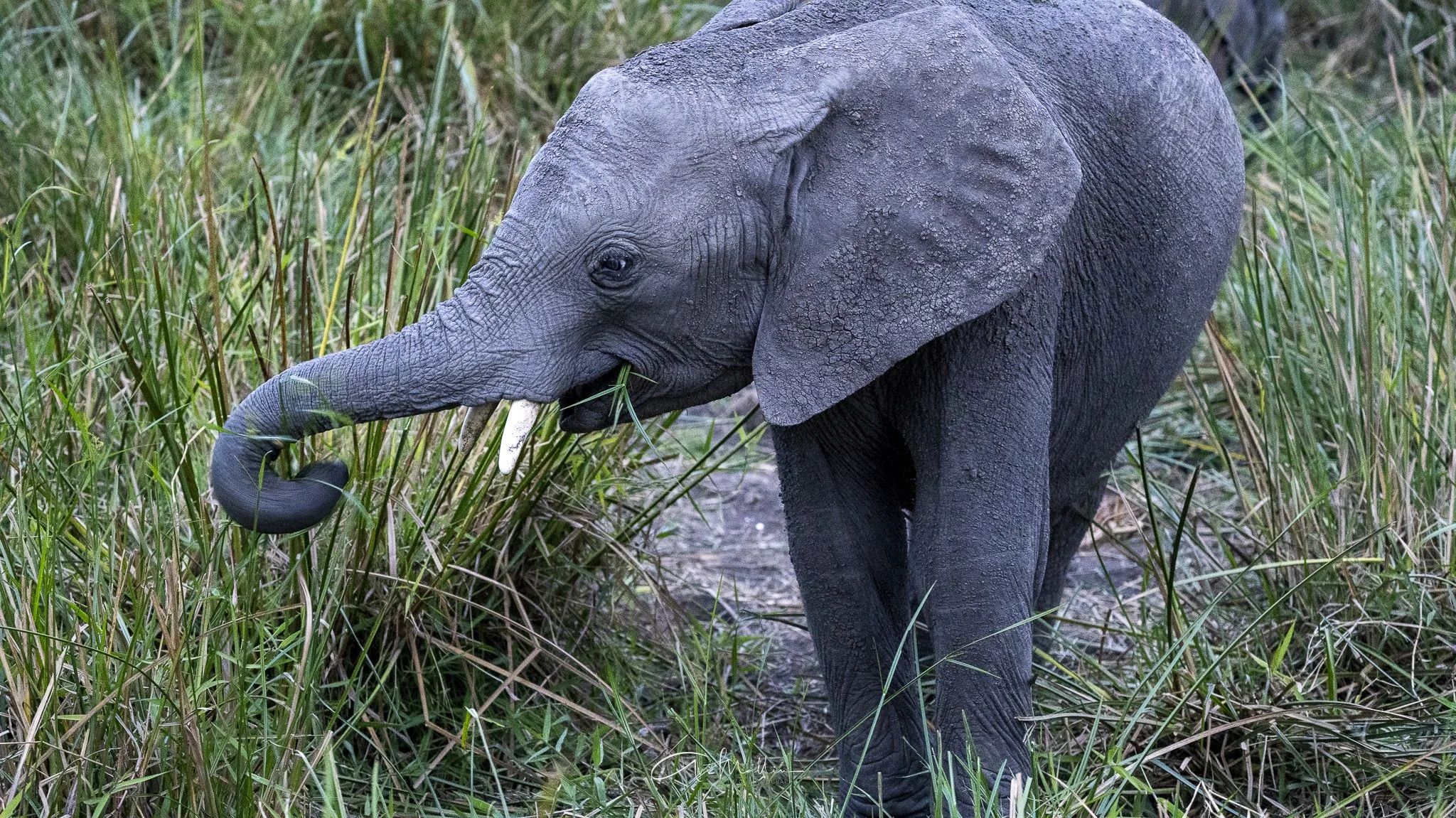 Safari small-25.jpg