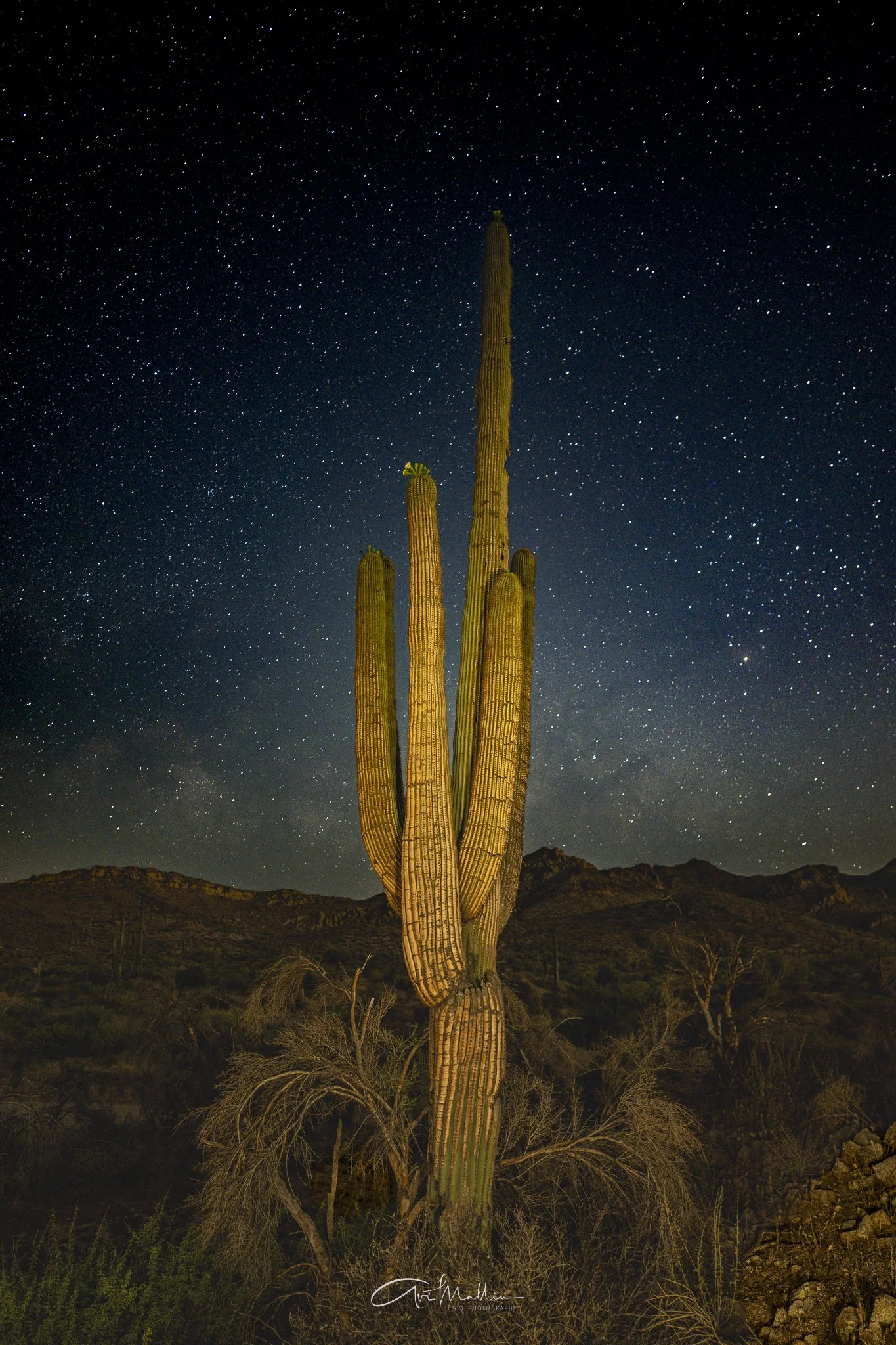 Sleepy Saguaro