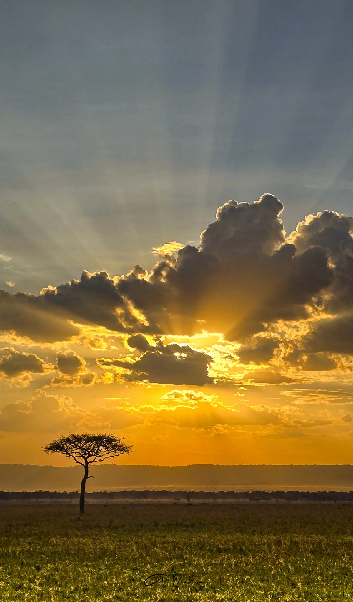 Tree of Life
