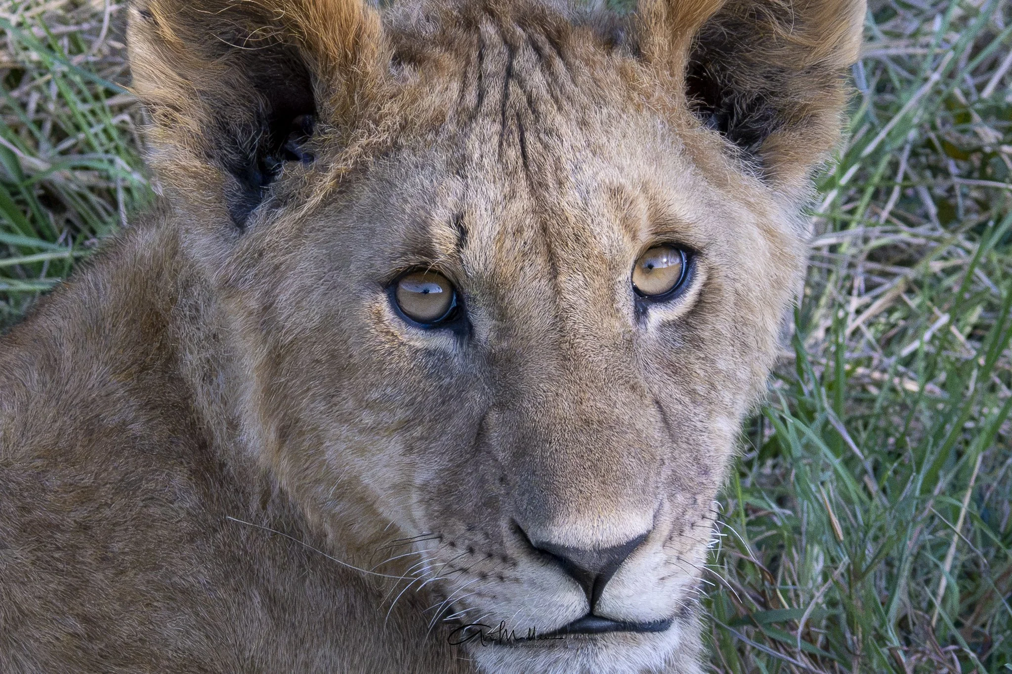 Safari small-15.jpg