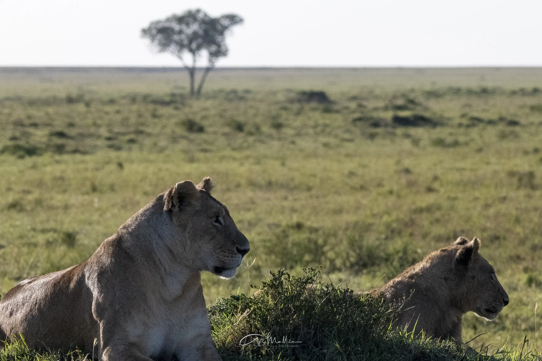 Safari small-21.jpg