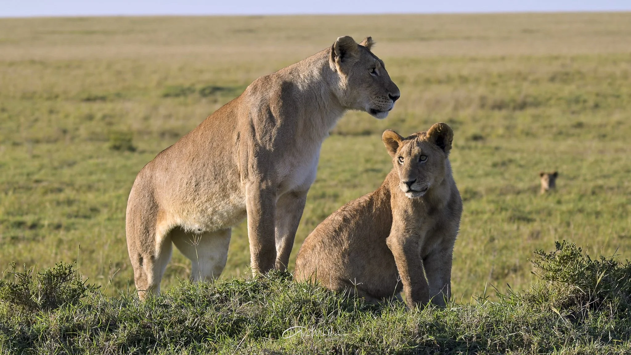 Safari small-7.jpg