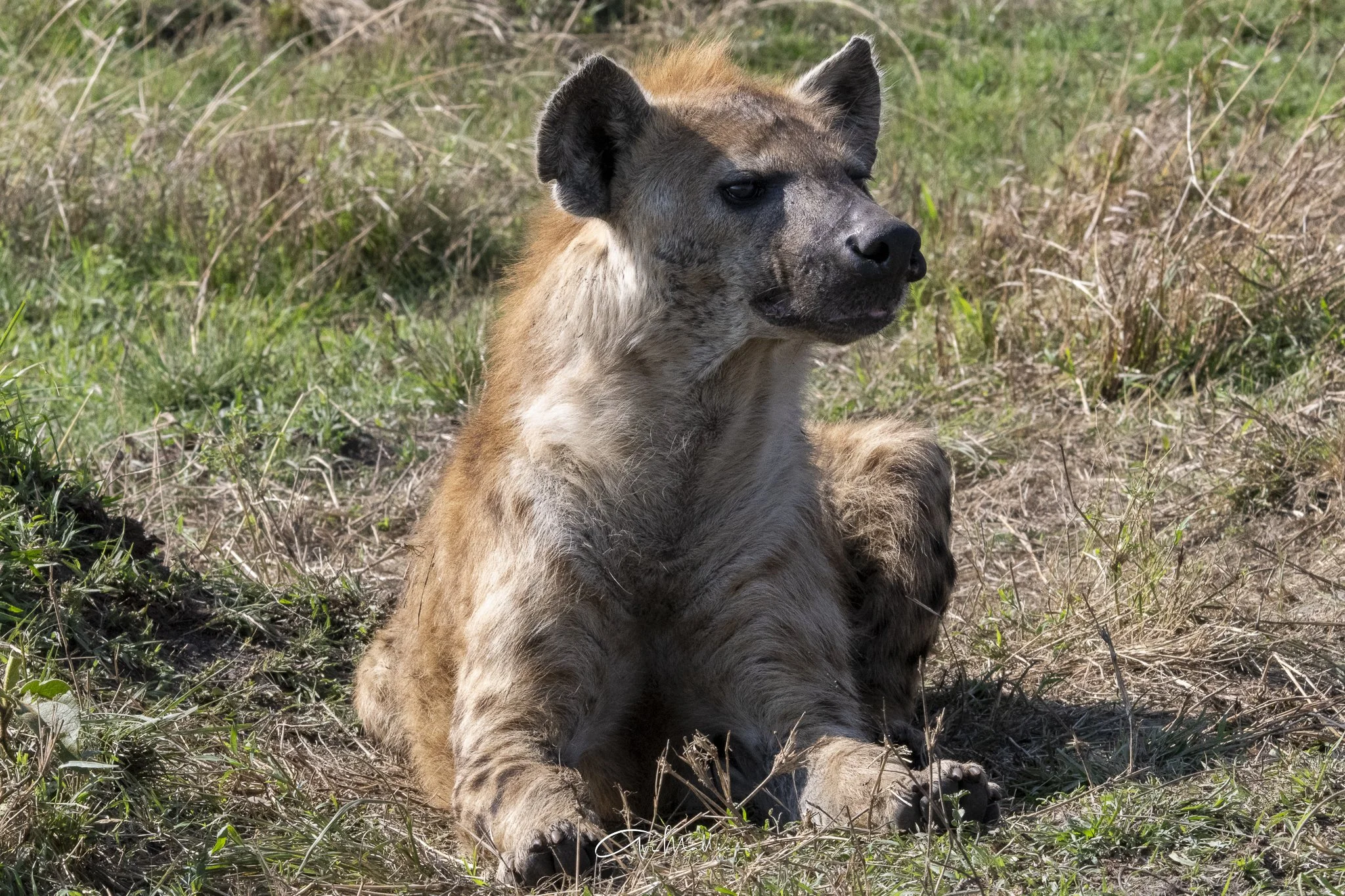 Safari small-52.jpg