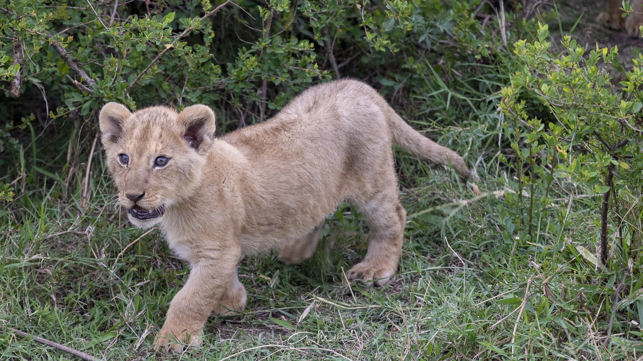 Safari small-27.jpg