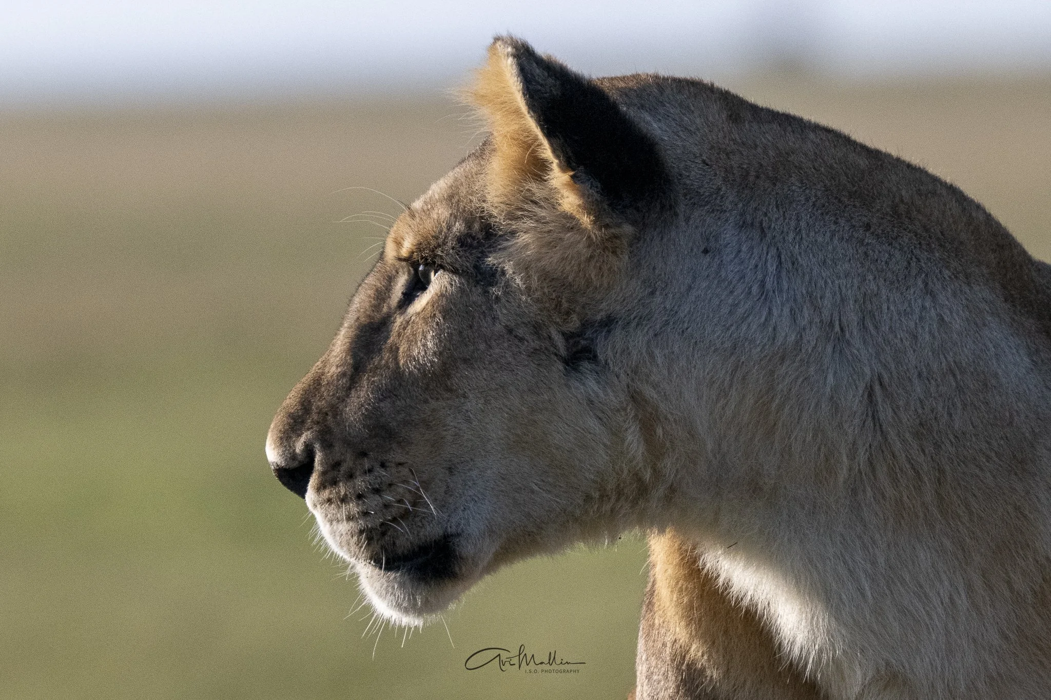 Safari small-22.jpg