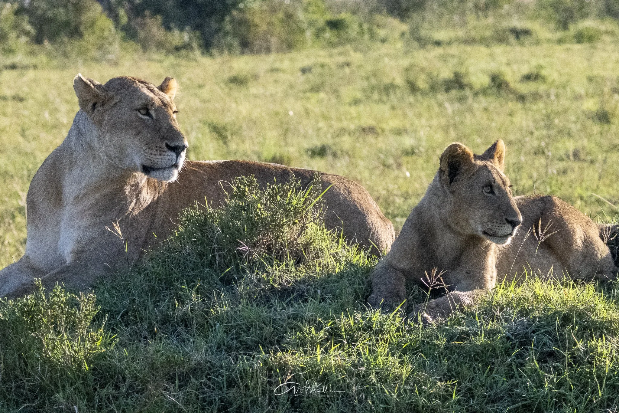 Safari small-20.jpg