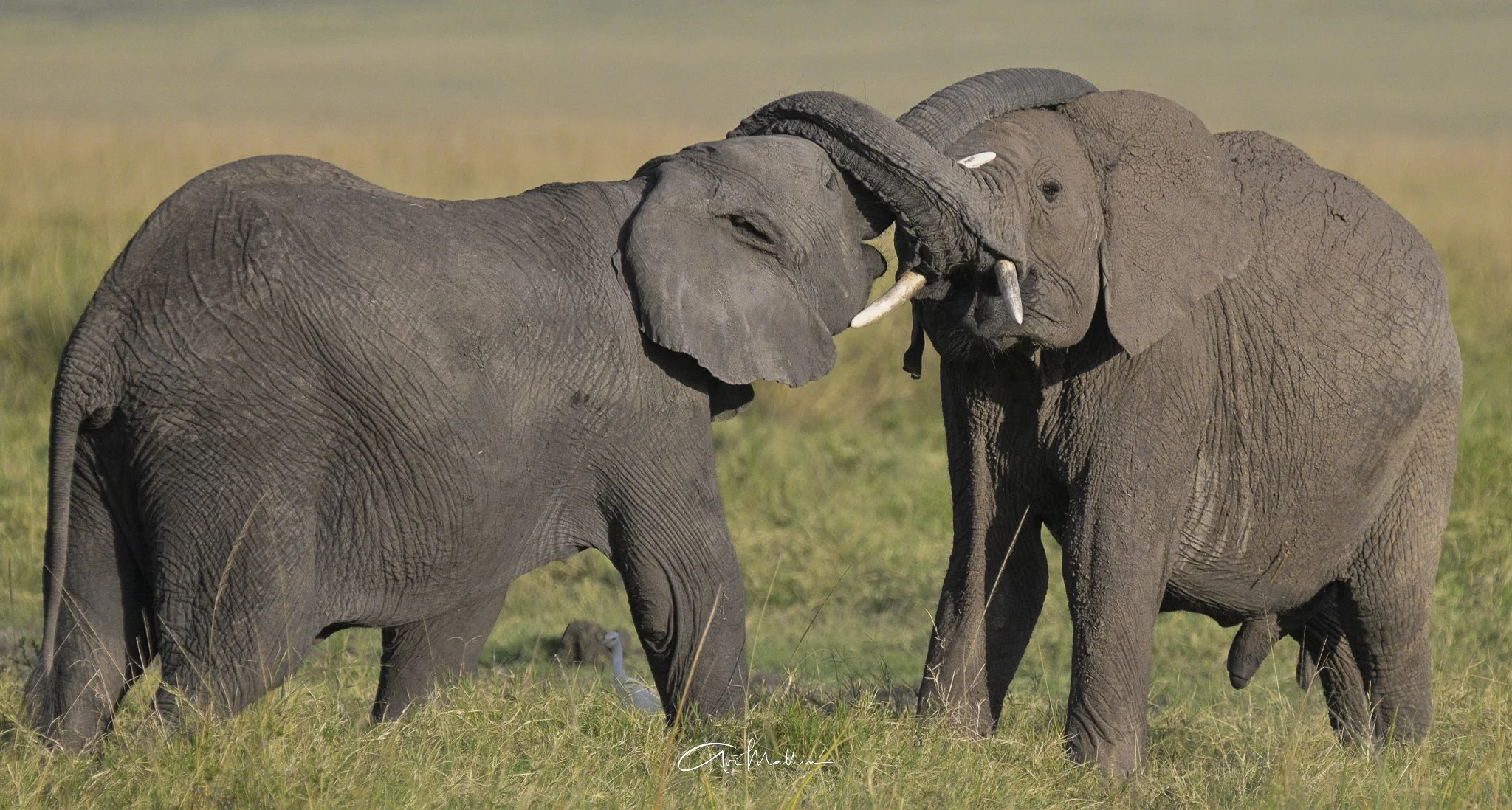 Safari small-3.jpg