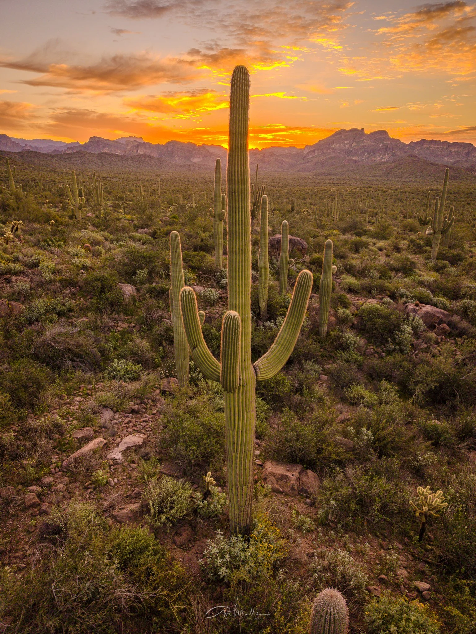 Sonoran Saguaro Sunrise