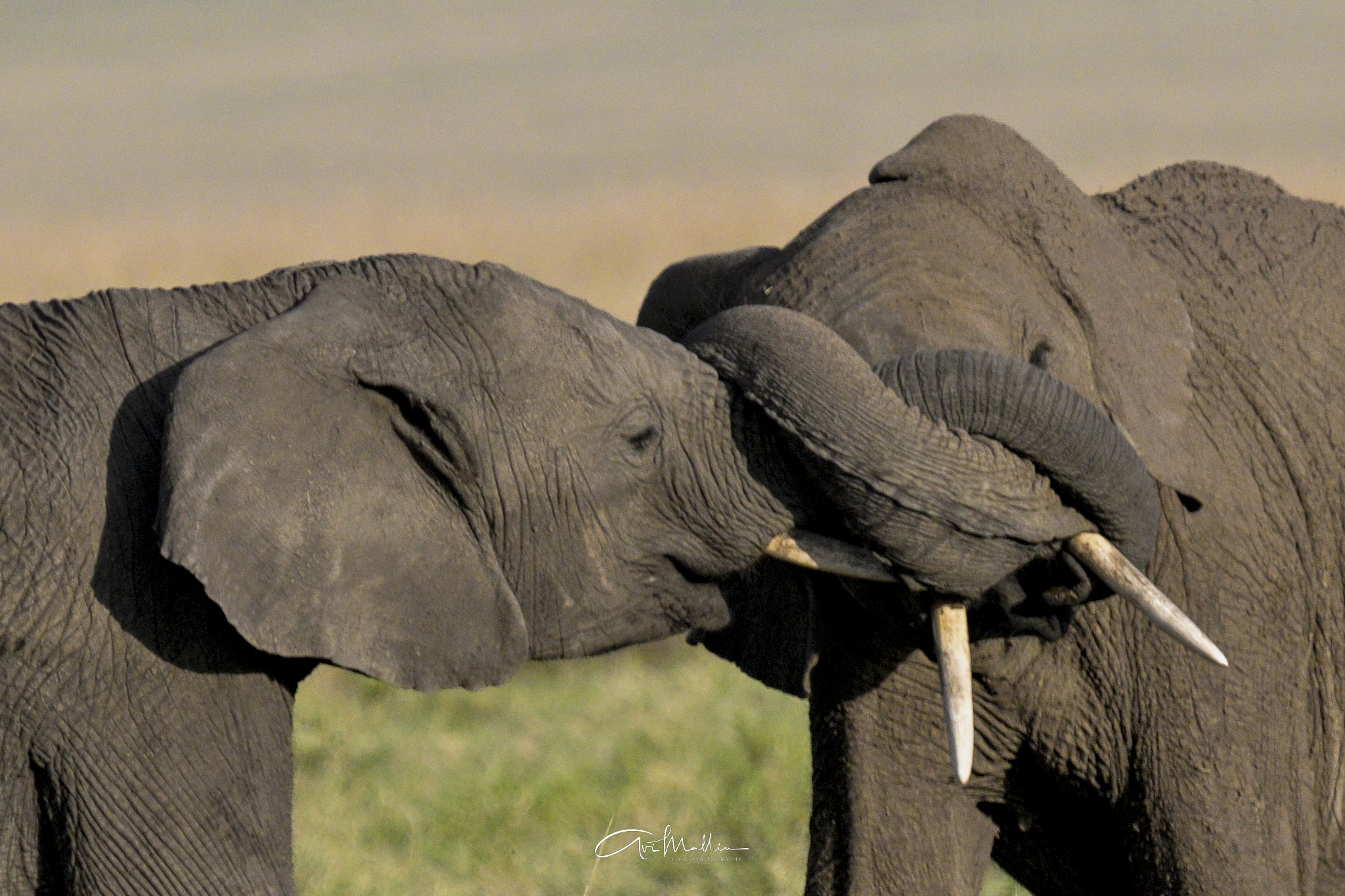Safari small-2-2.jpg