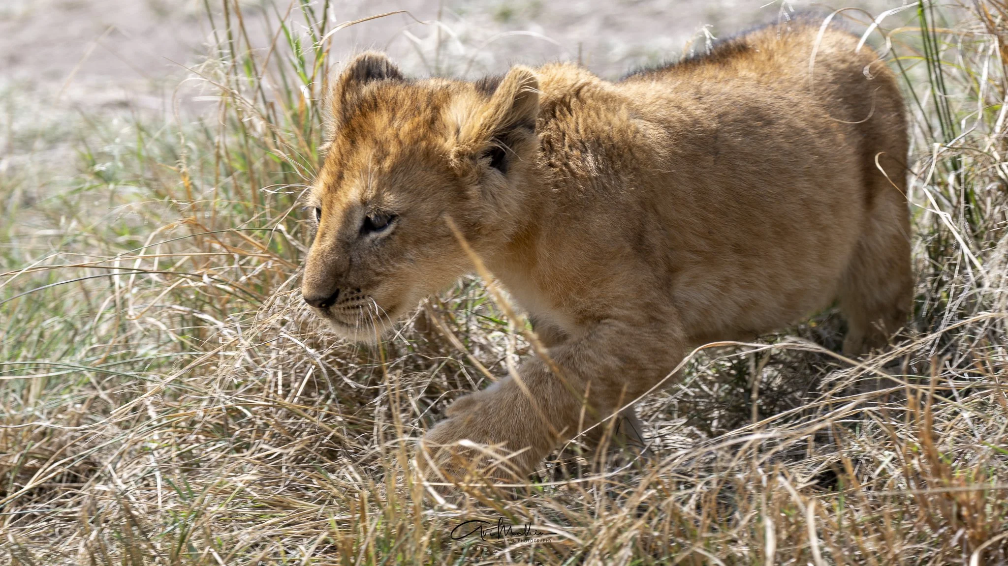 Safari small-37.jpg