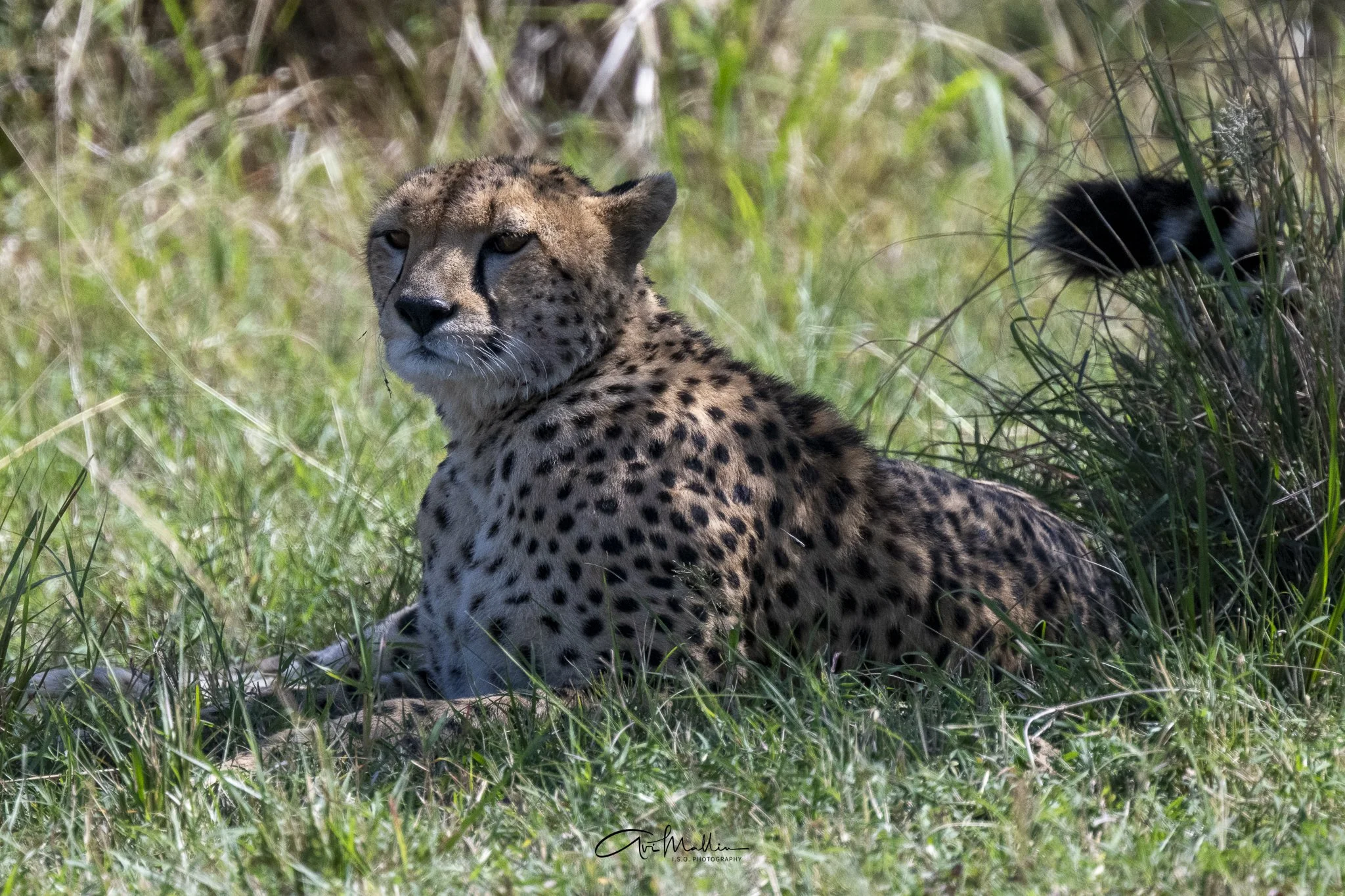 Safari small-13.jpg