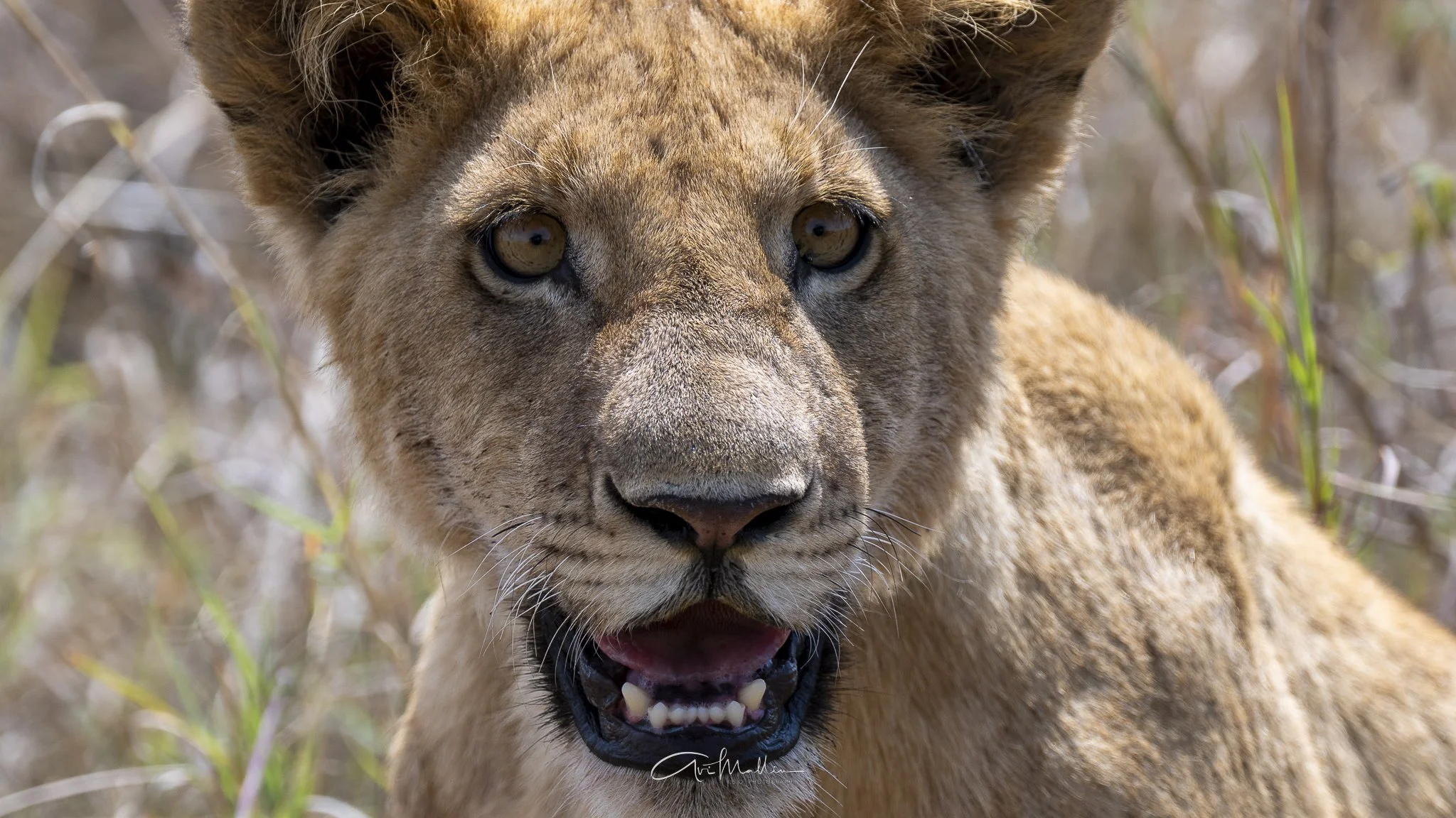 Safari small-36.jpg