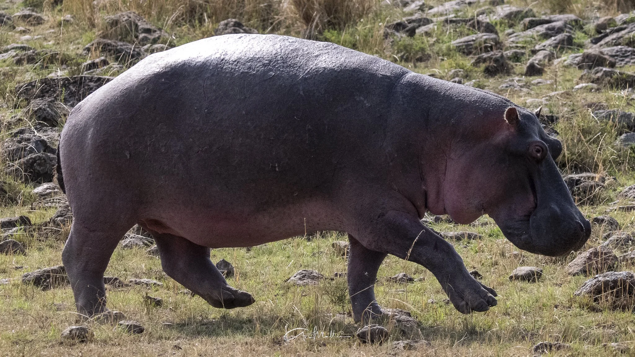 Safari small-38.jpg