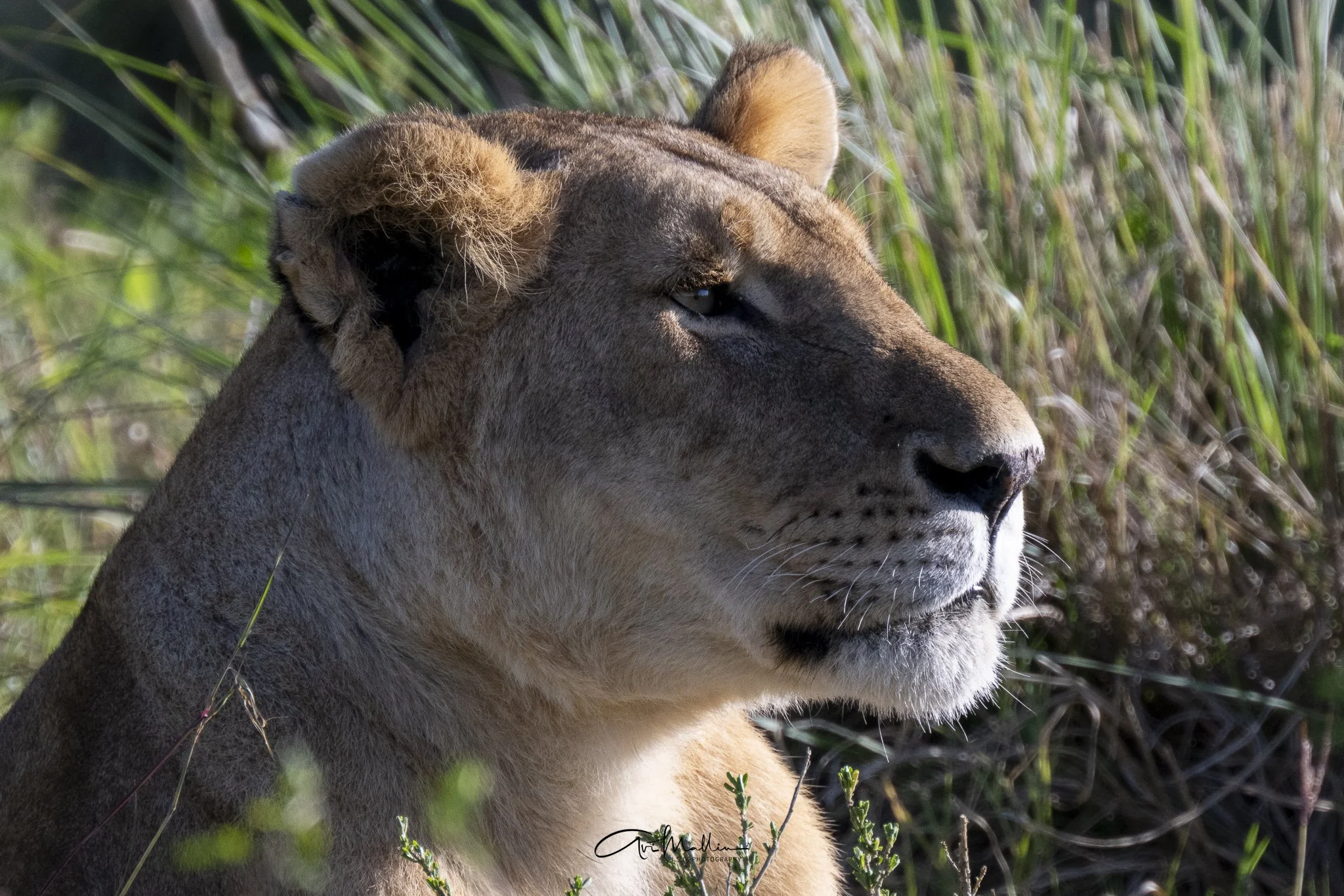 Safari small-16.jpg