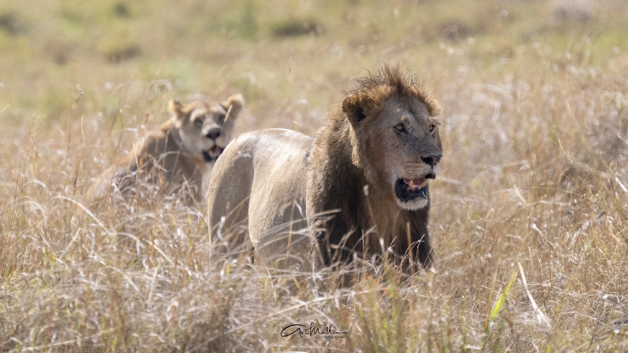 Safari small-47.jpg
