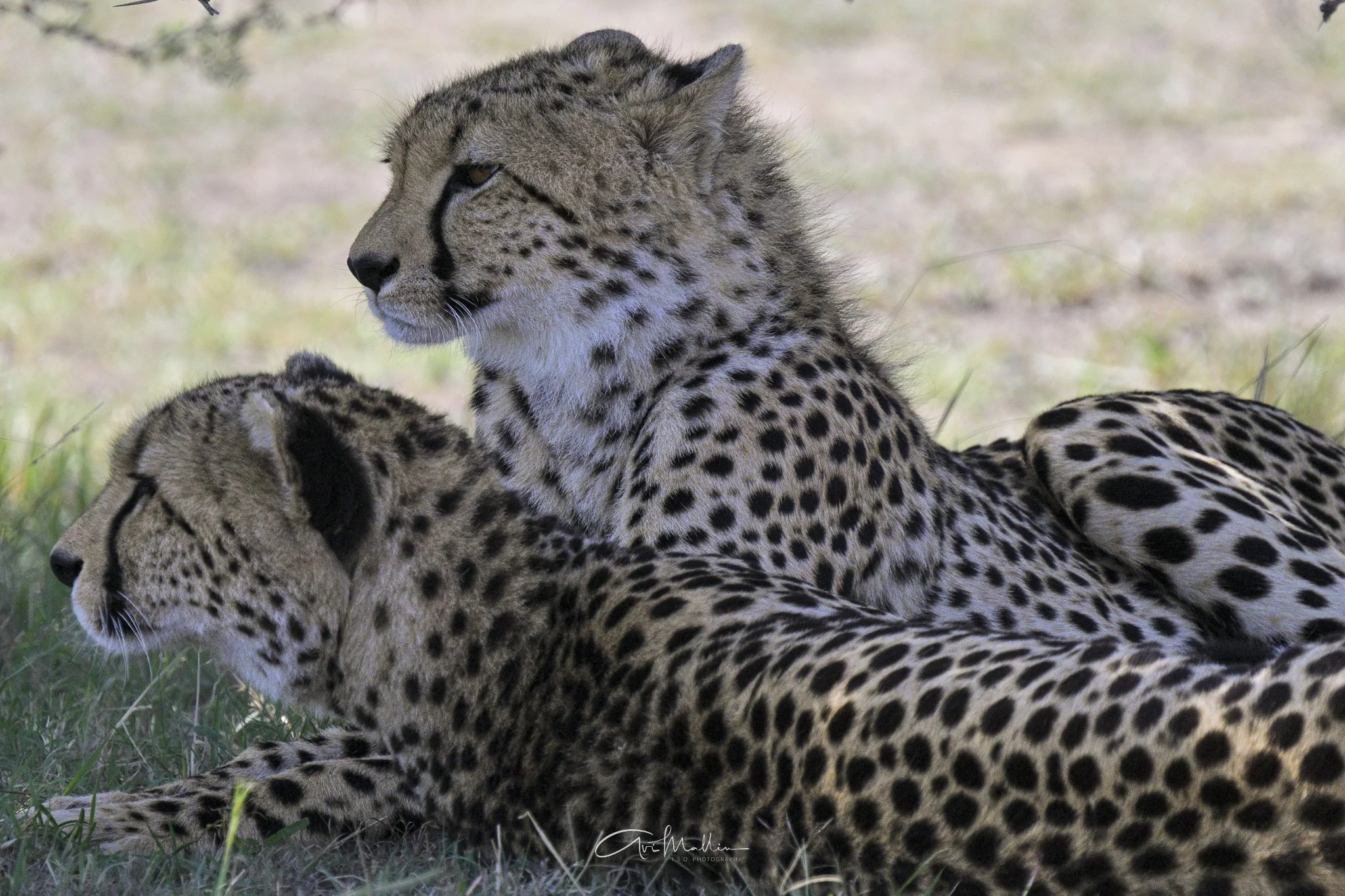 Safari small-12.jpg
