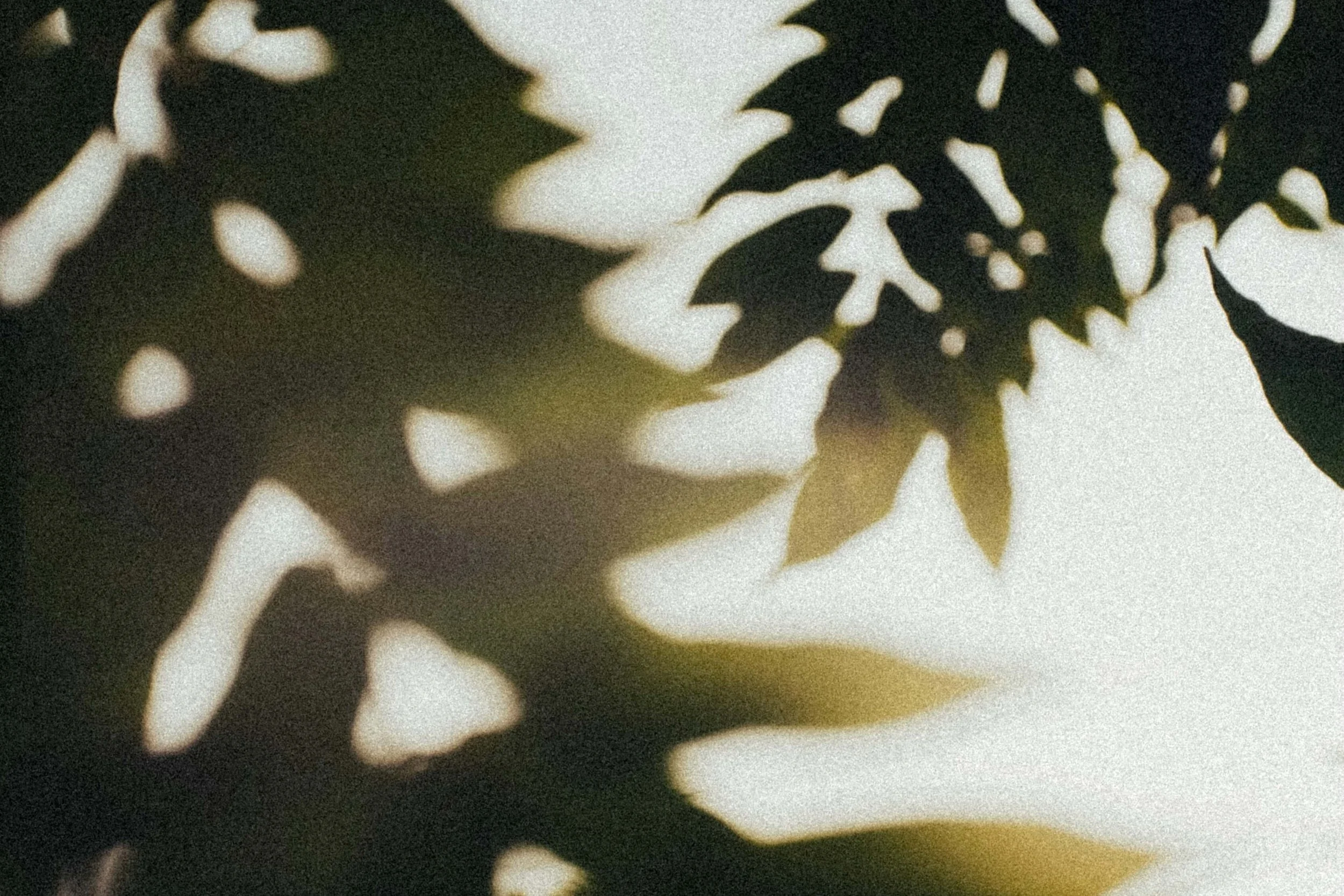 Shadow of plant leaves on a surface with light coming from behind.