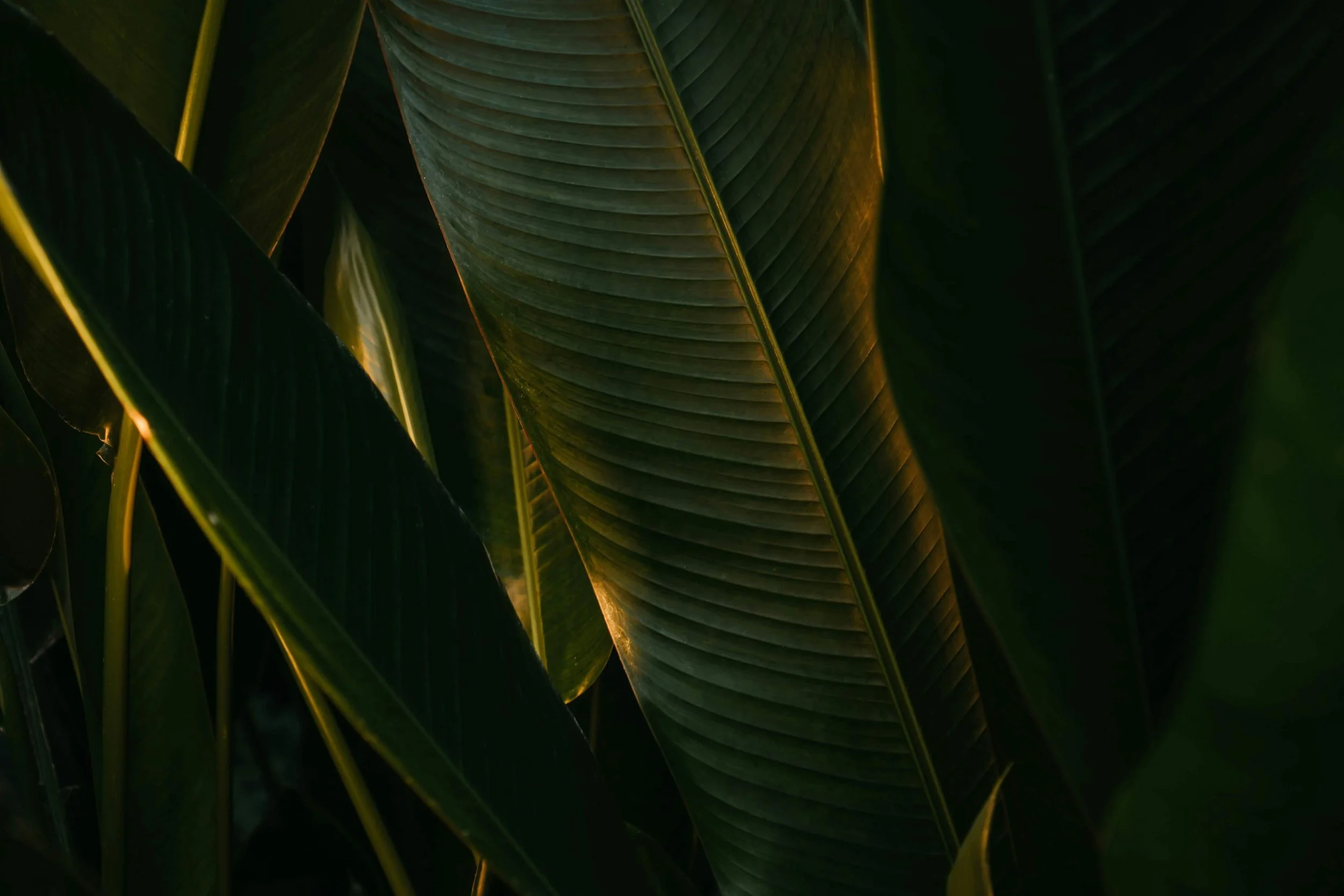 Close-up of overlapping green tropical leaves with sunlight filtering through.