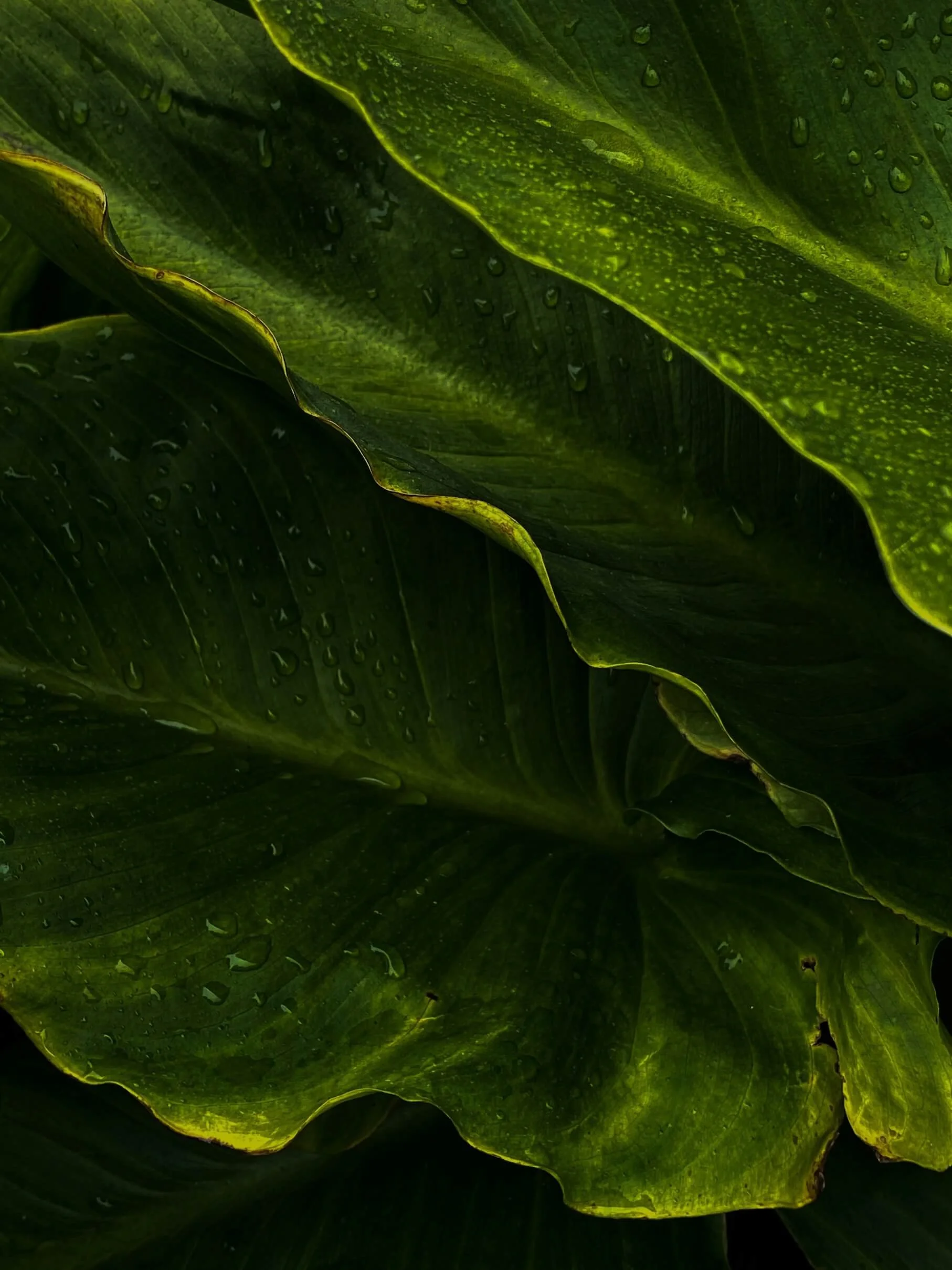 Close-up of green leaves with water droplets, showing detailed veining and a vibrant, lush appearance.